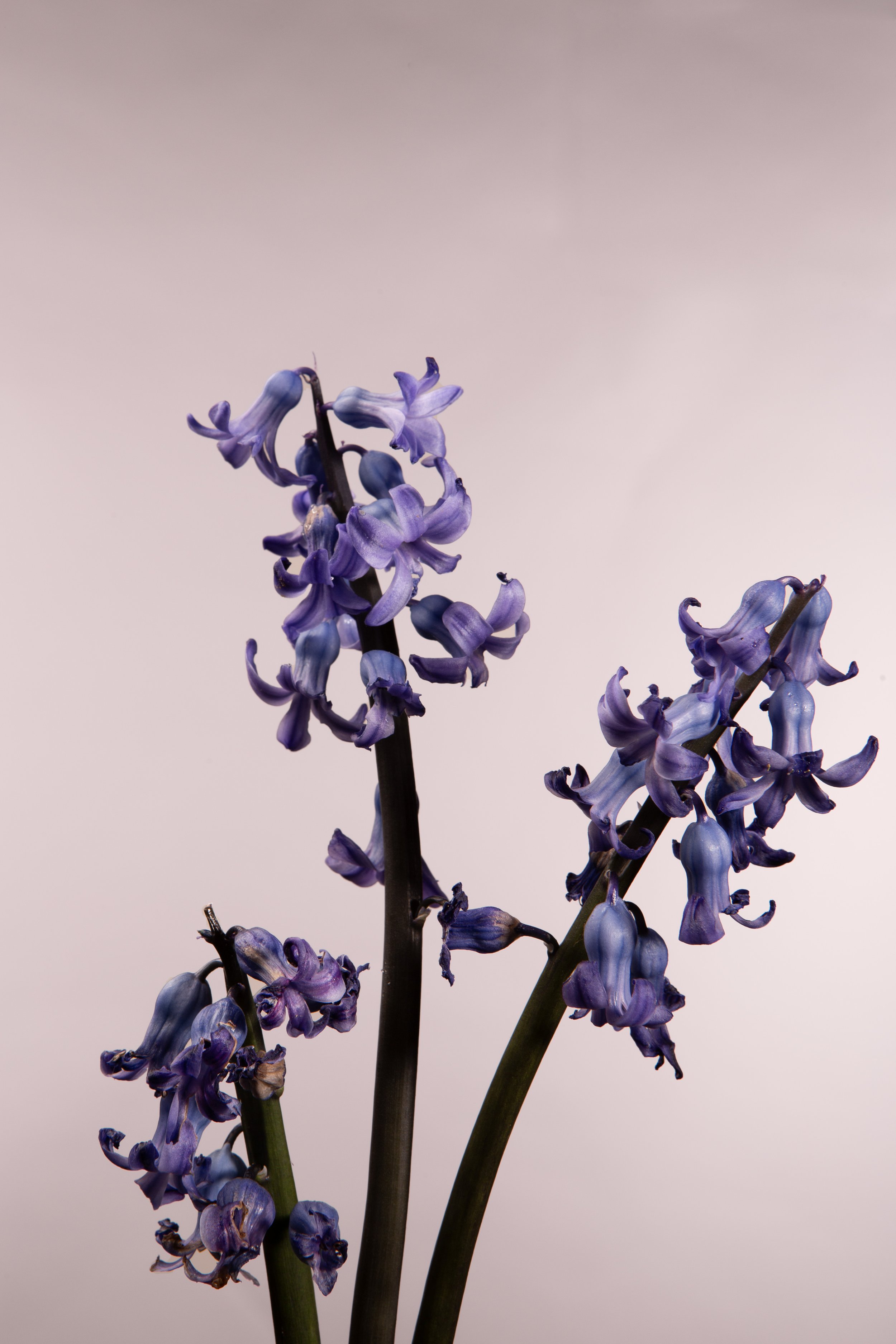 Hyacinthus orientalis No.jpg