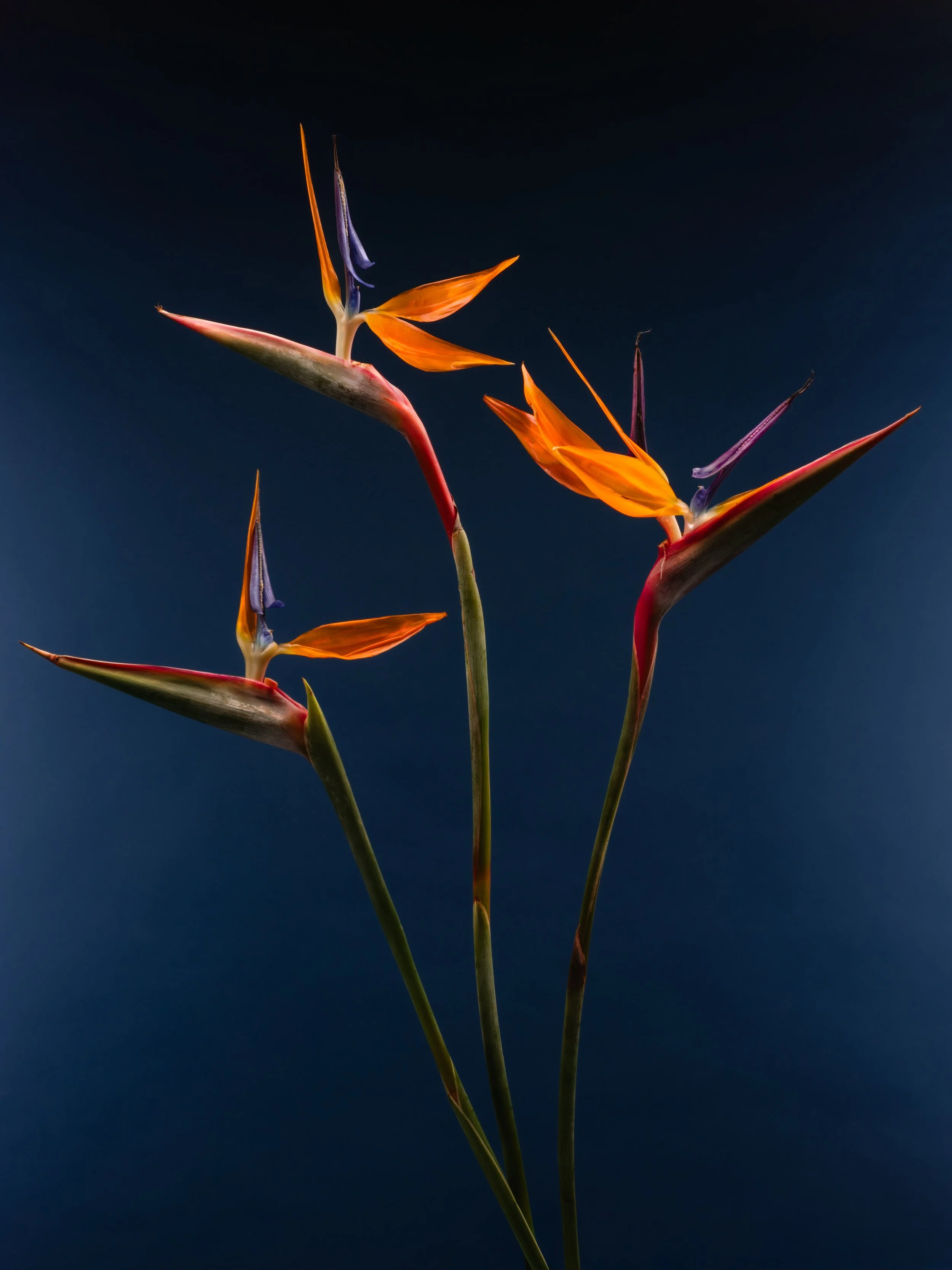 Flower01Web.jpg