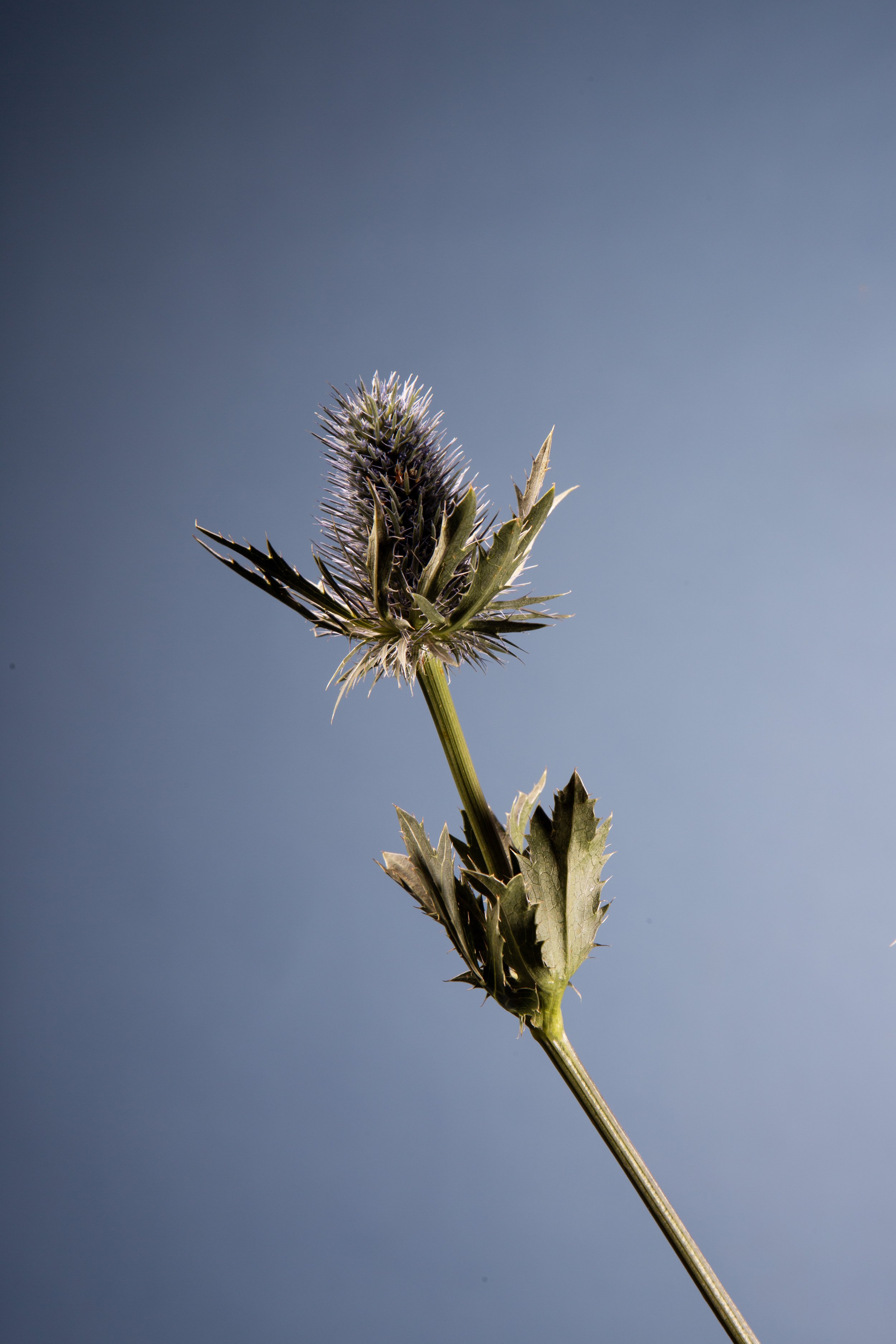 Eryngium planum No. 2.jpg
