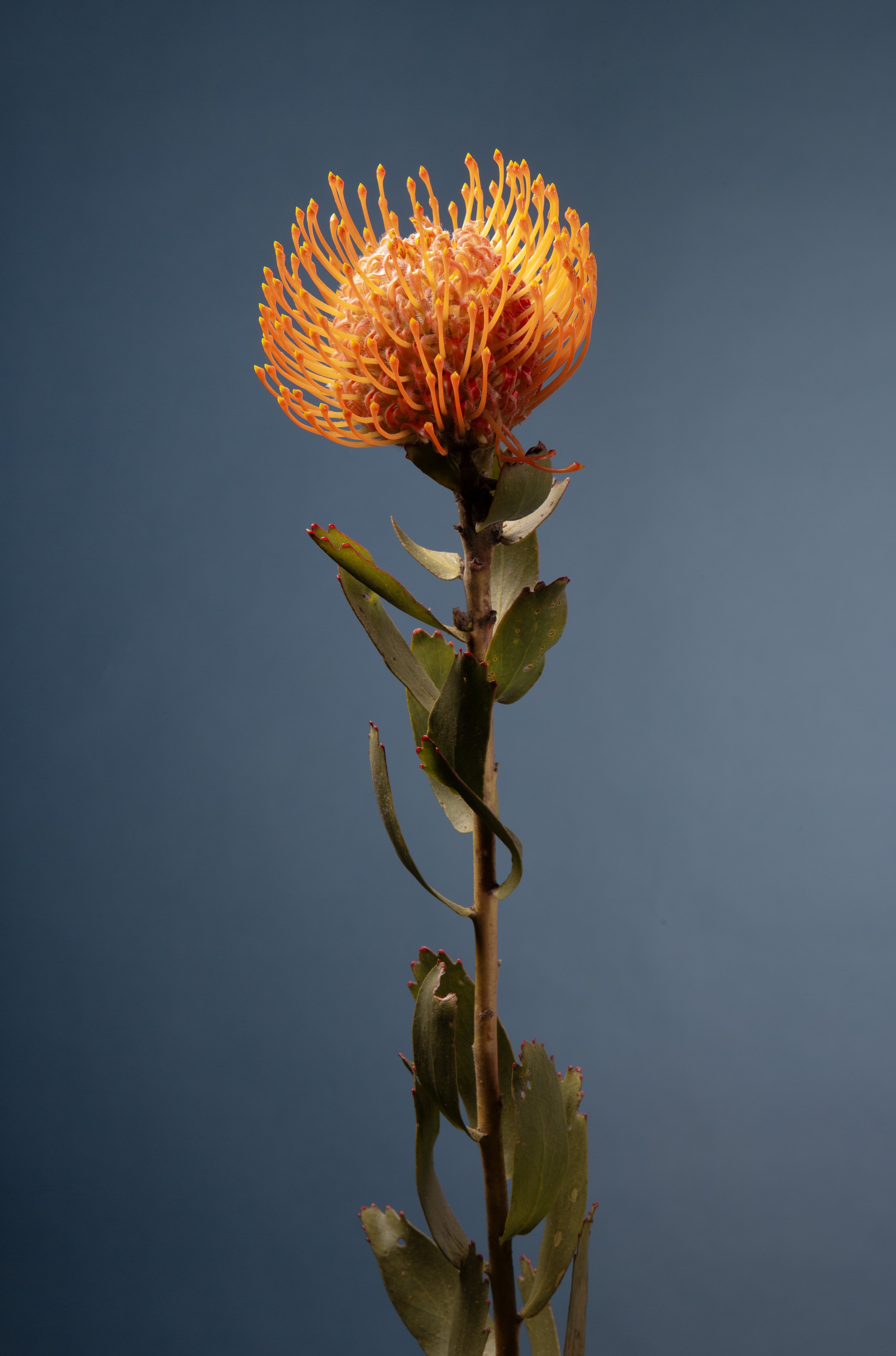 Leucospermum catherinae.jpg