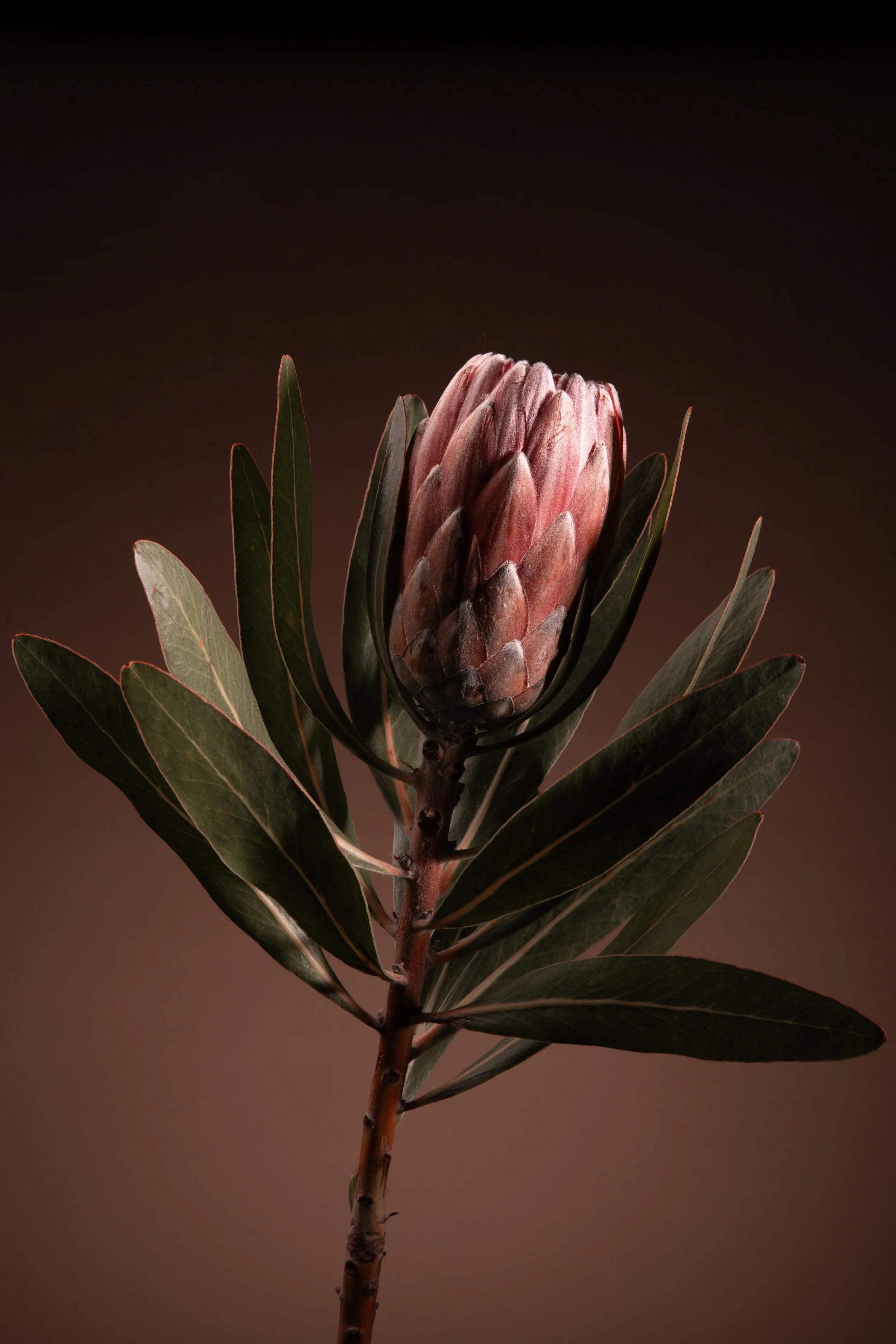 Protea neriifolia.jpg