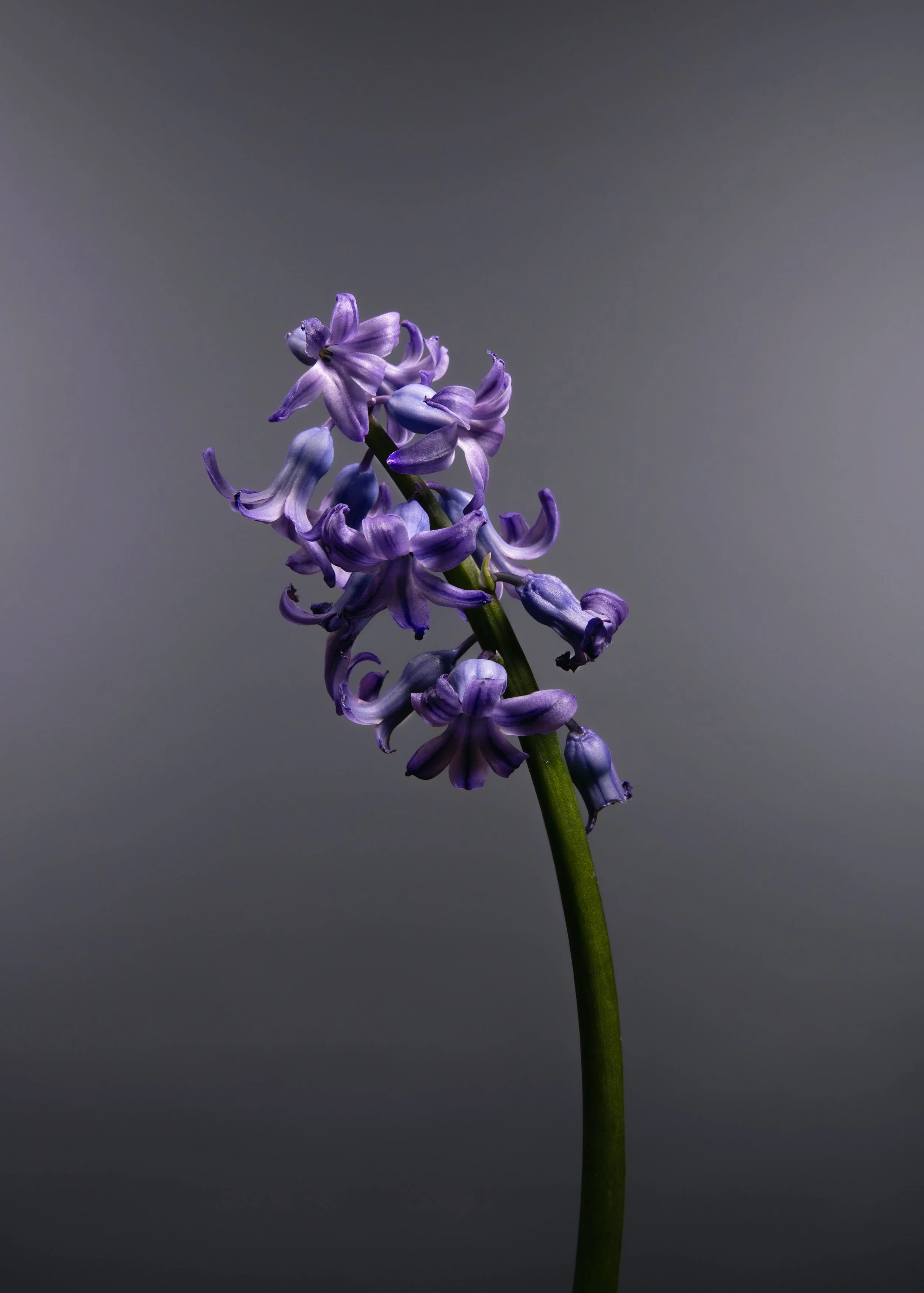 HyacinthusOrientalis.Insta.jpg