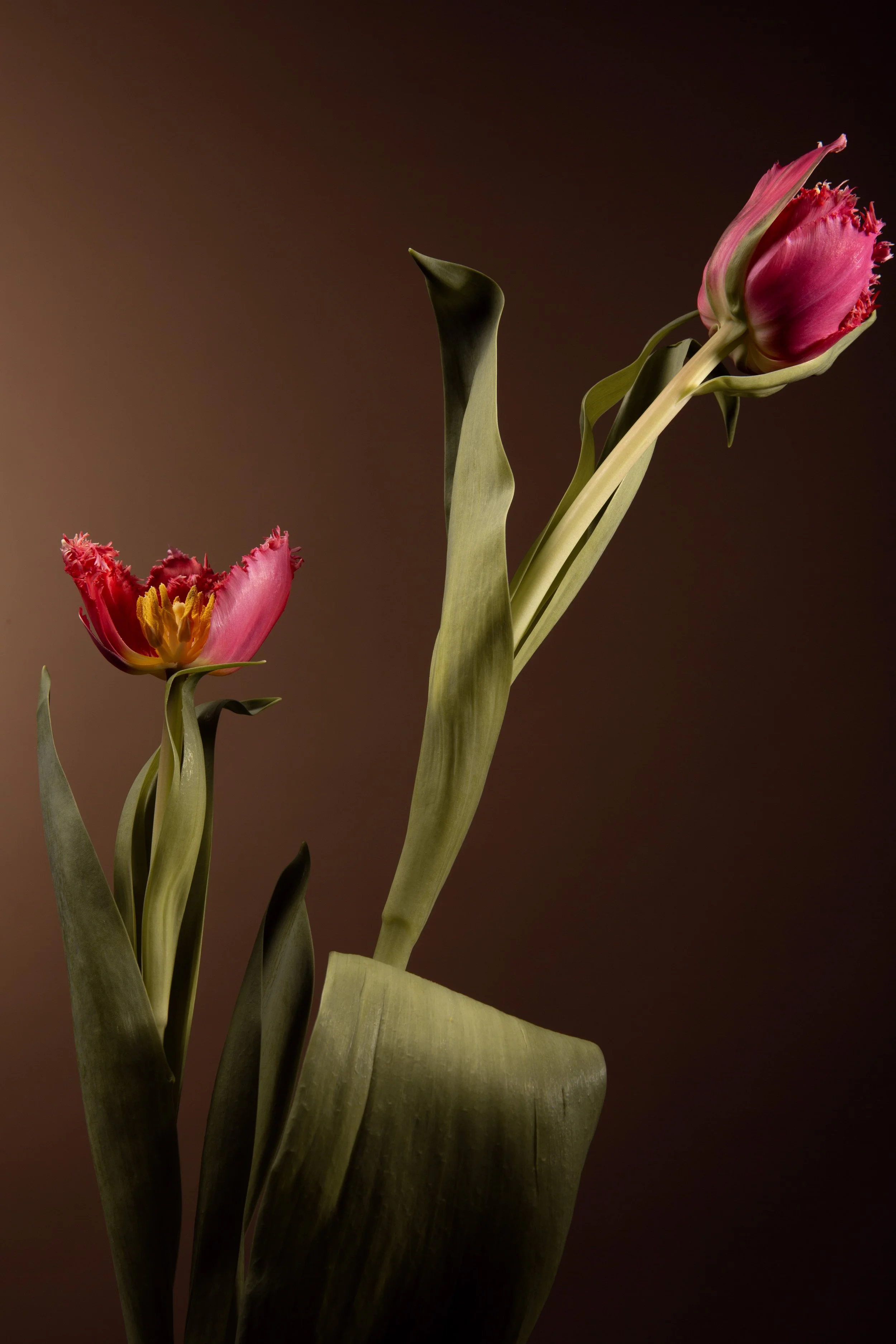 Tulipa No. 2.jpg