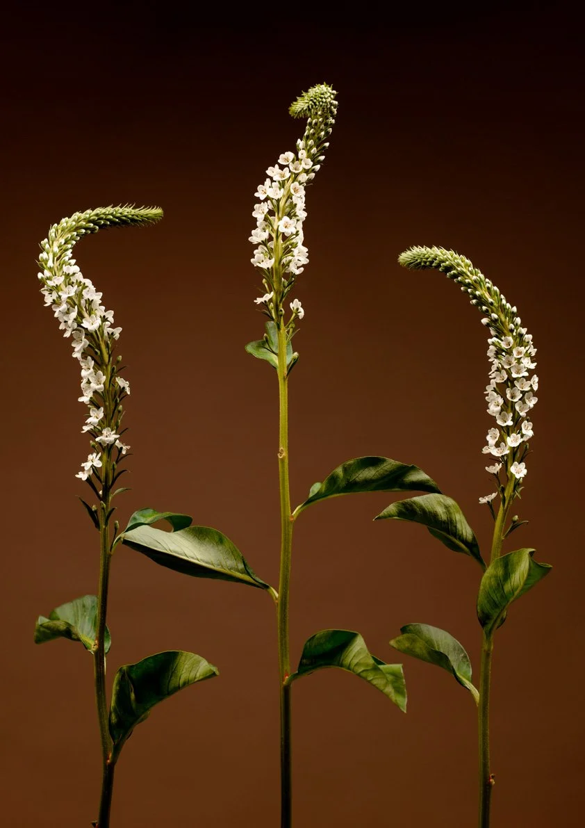 DiazBA_M_BA3a_image4.jpg