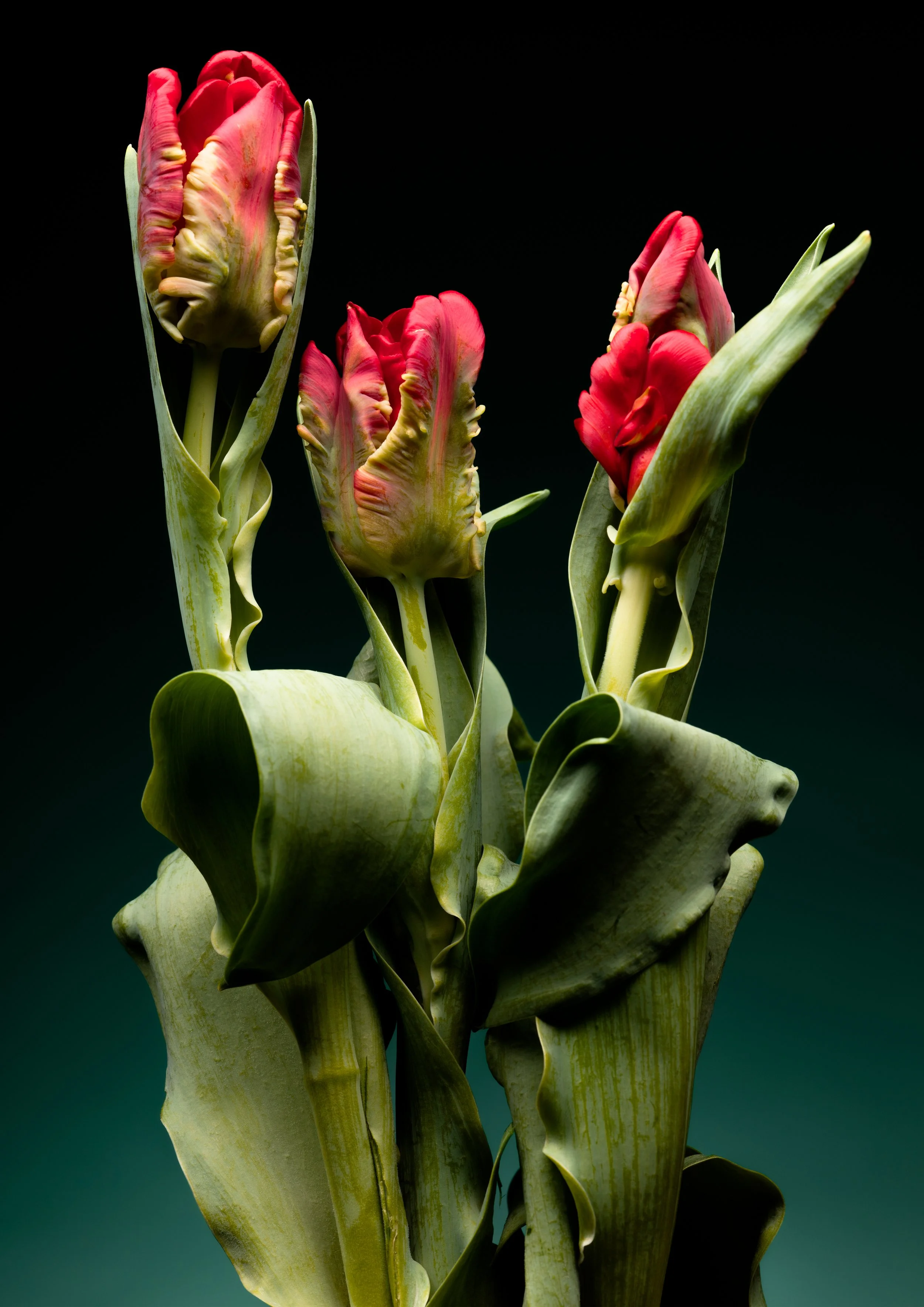 Tulipa2Insta.jpg