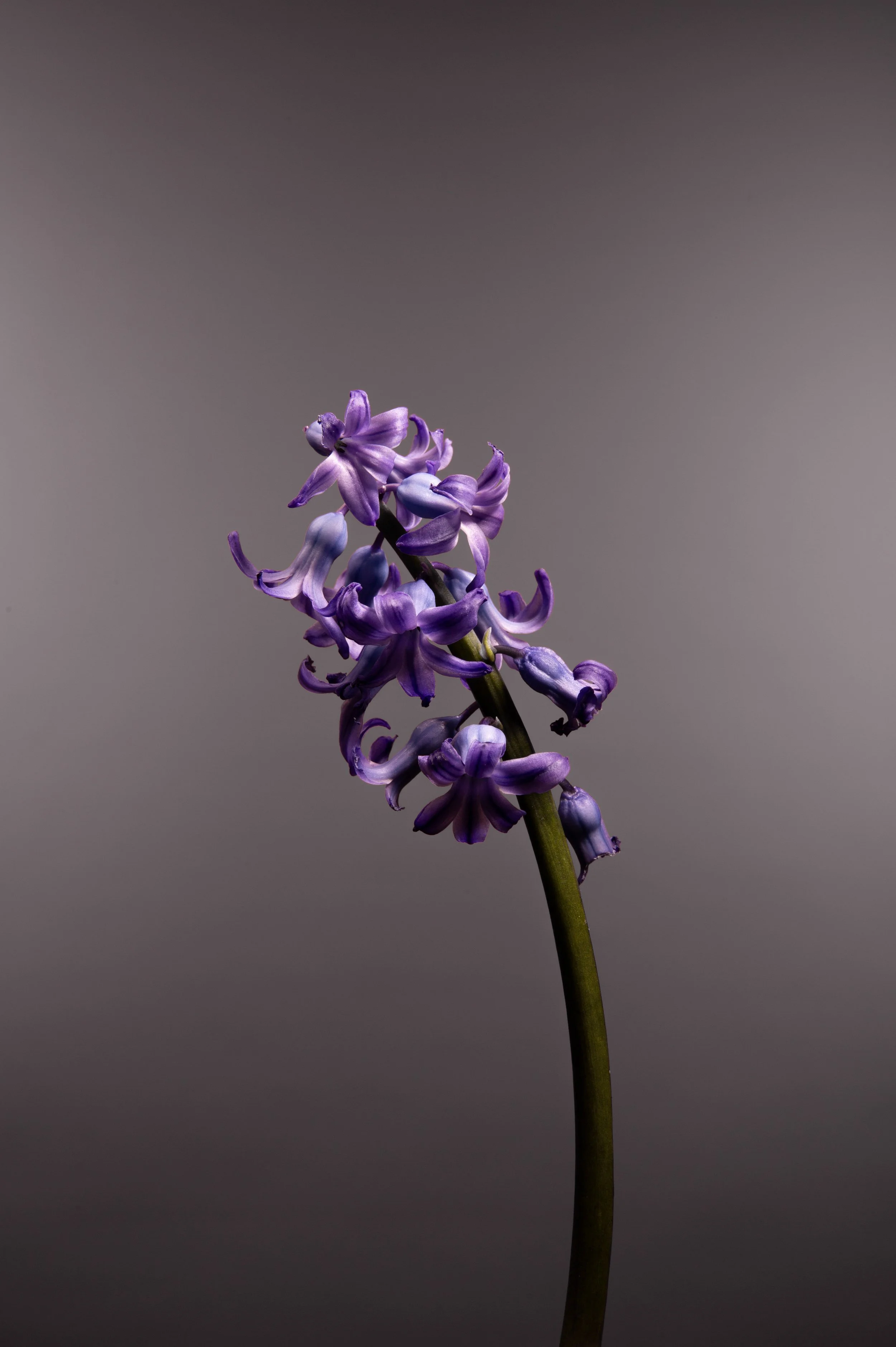 Hyacinthus orientalis No. 1.jpg