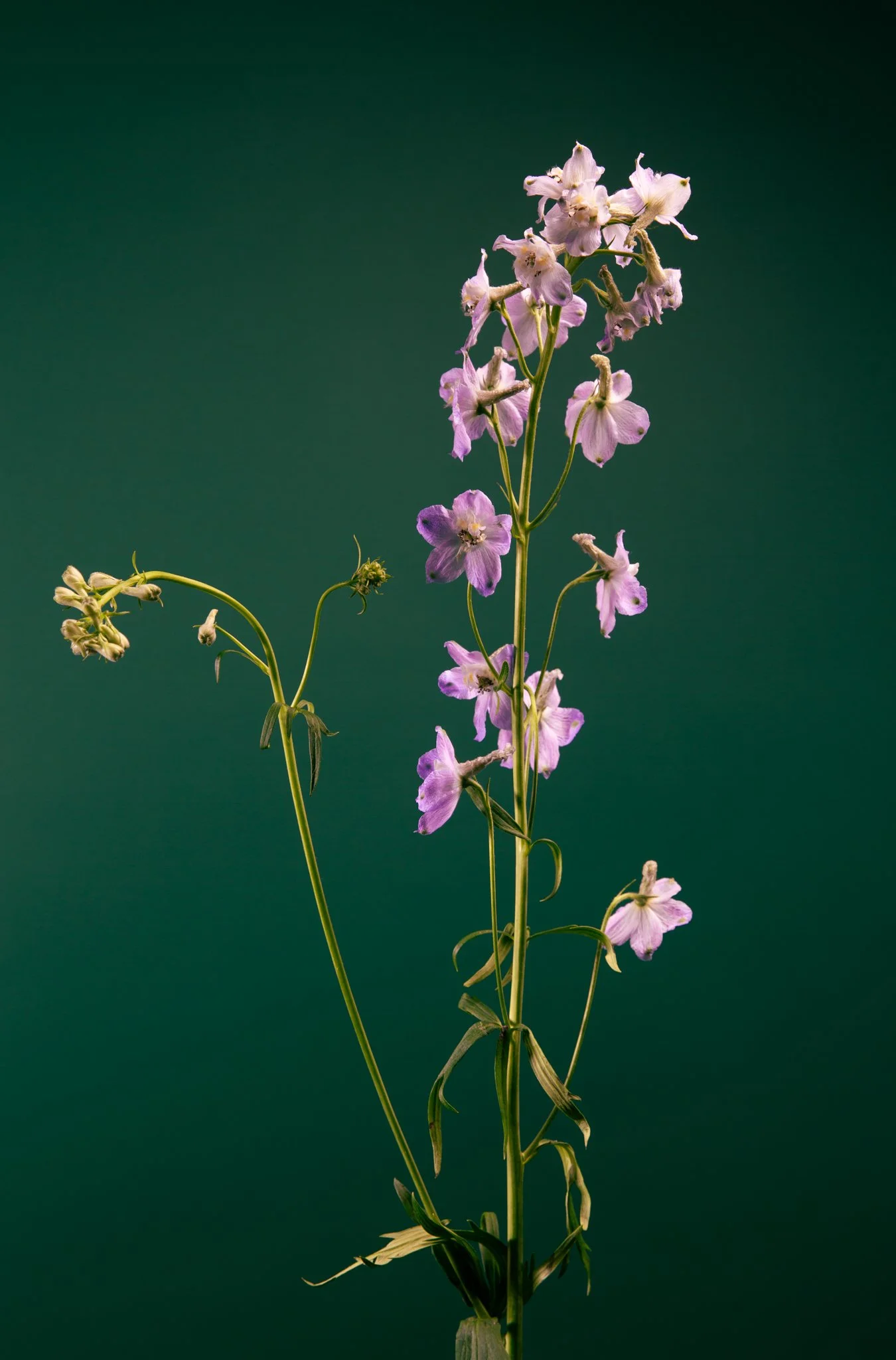 Siberian larkspur No. 4.jpg