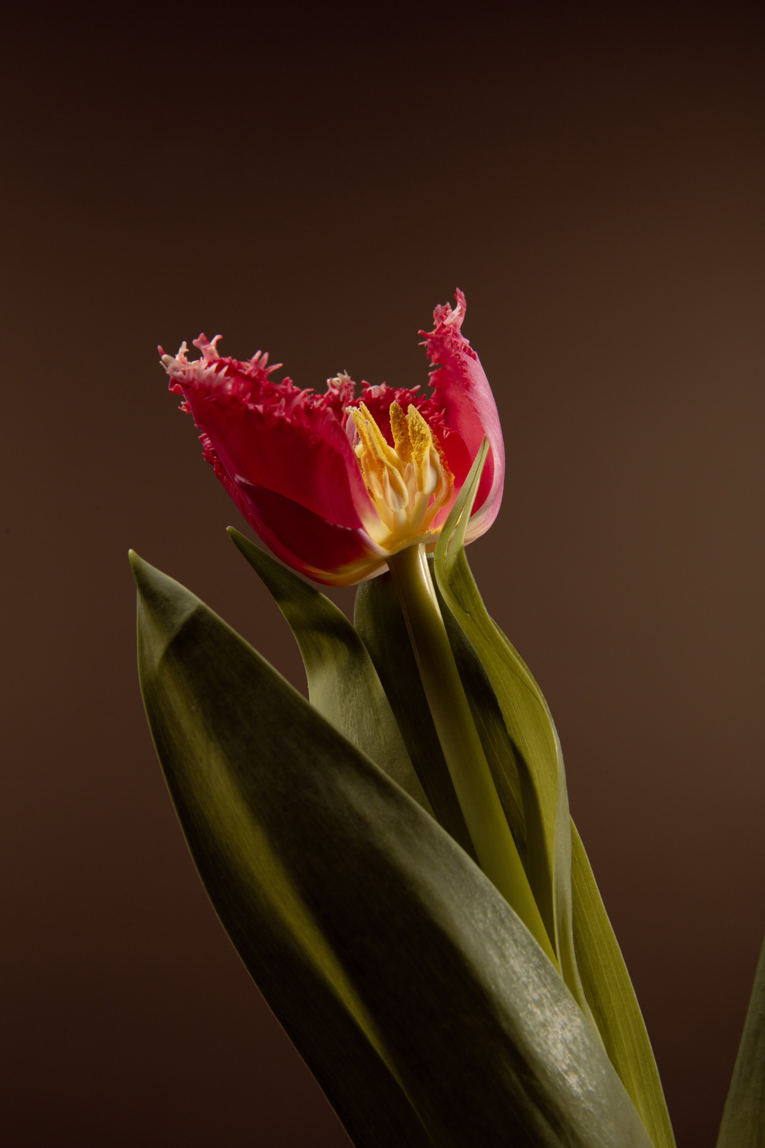 Tulipa No. 1.jpg