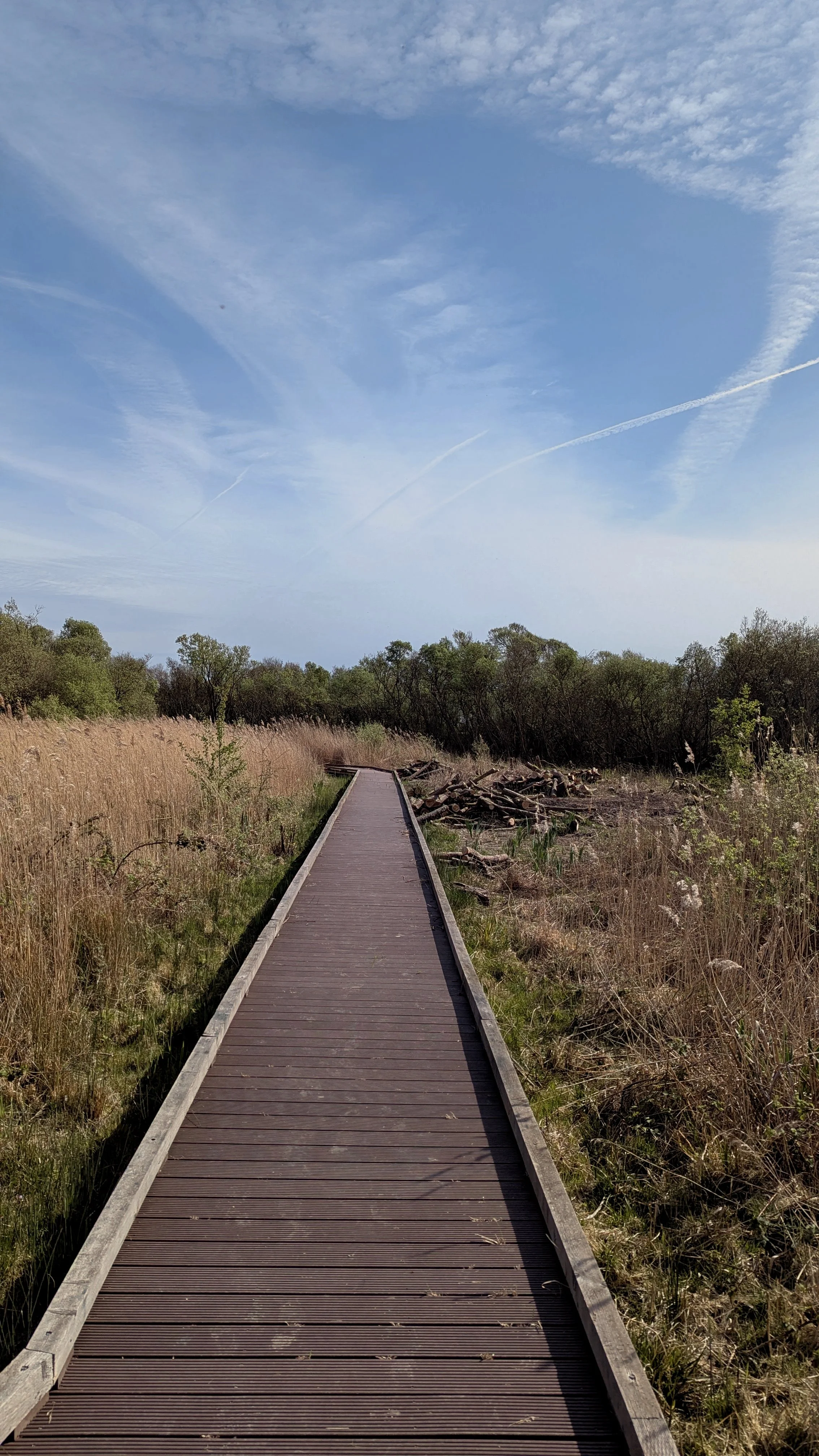 Long boardwalk in nature with green trees and brown grass, calming