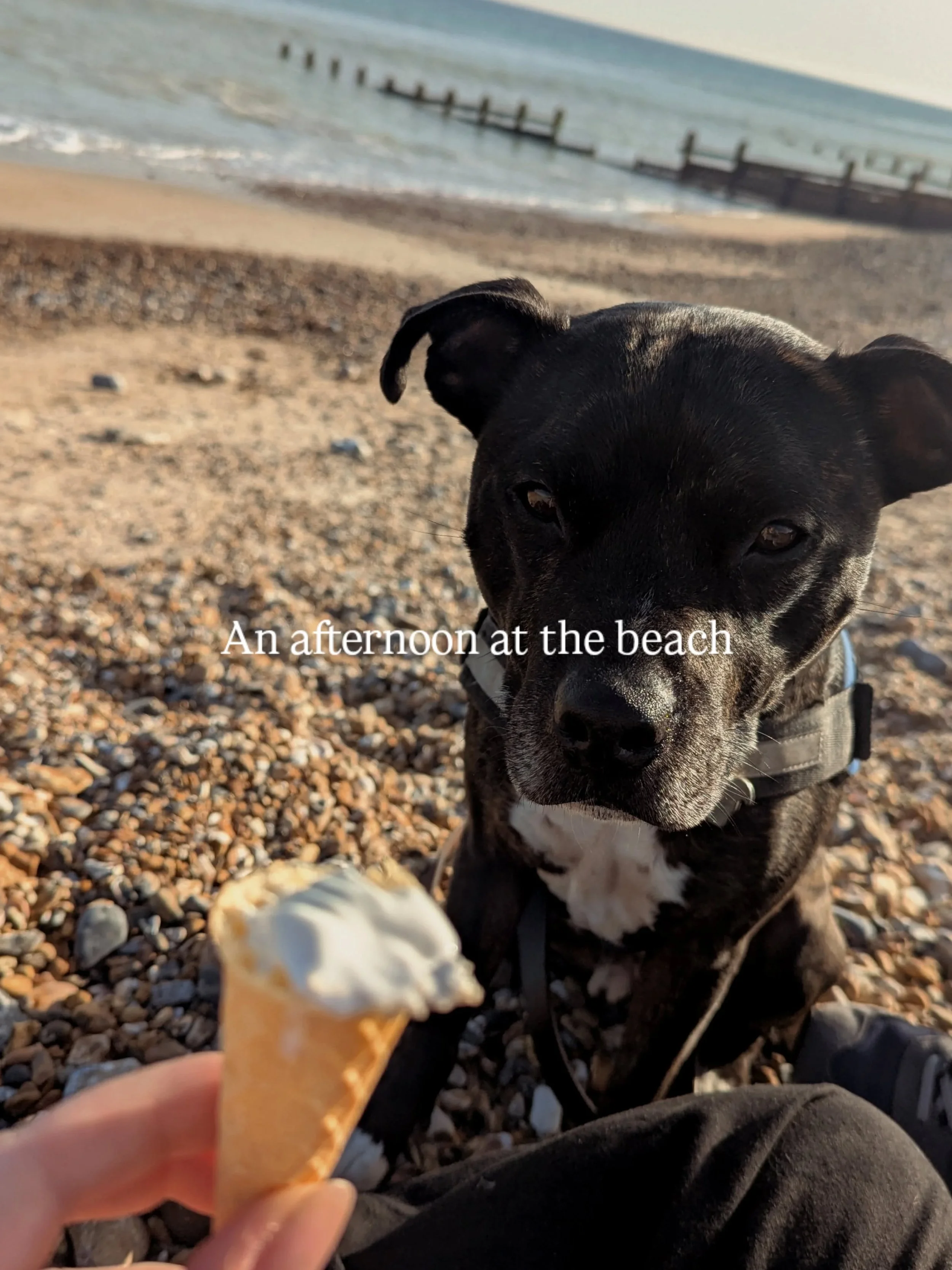 Forced my husband to drive 1.5hrs with the lure of fish &amp; chips &amp; ice cream to the beach - can confirm it was worth it 🏖️🐚🩴🌊☀️❤️

#beautifulmoments
#beachdog #selfcareeveryday #lifeofatherapist