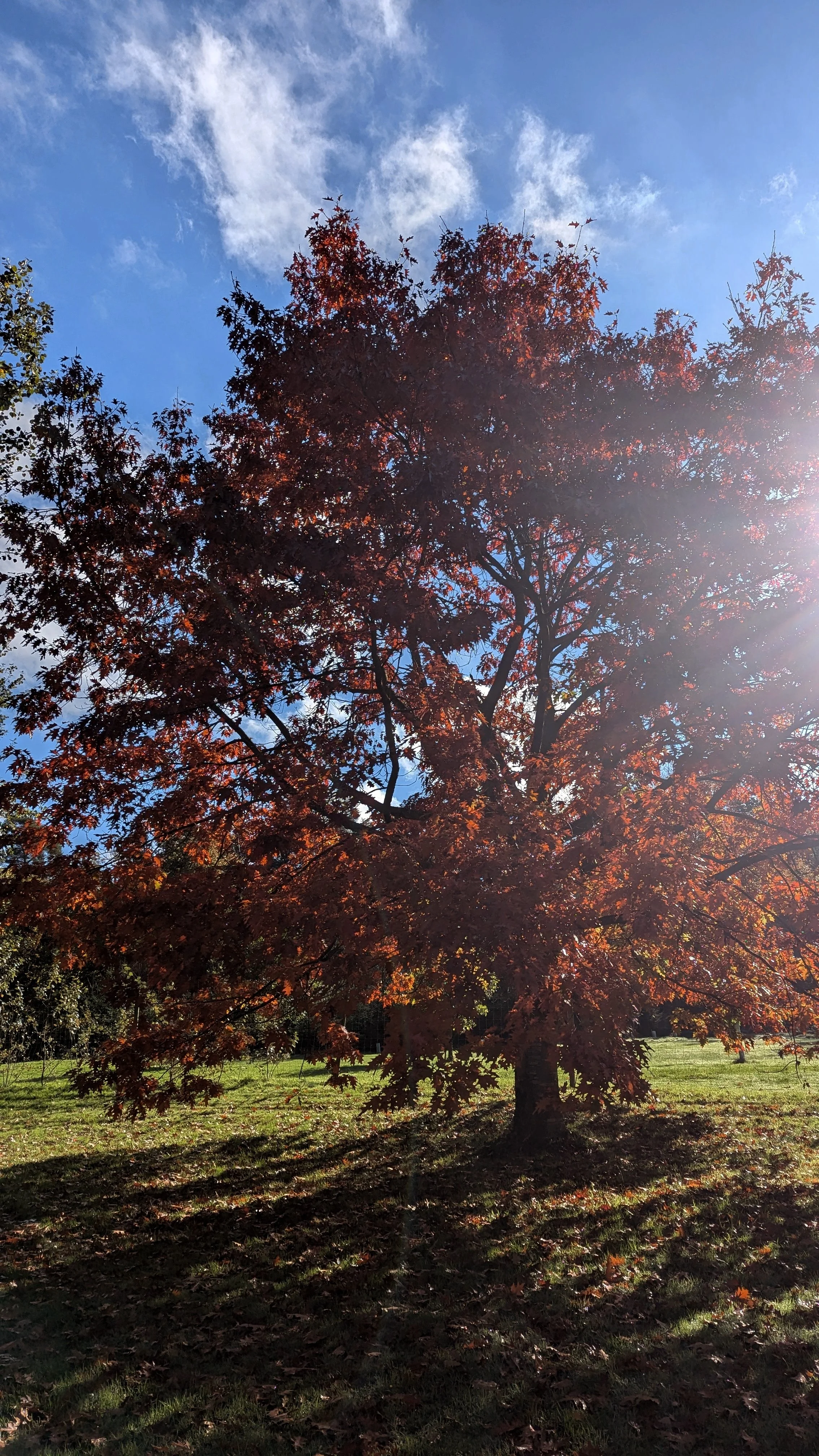 Tree with red autumn leaves in sunlight against blue sky and clouds.
