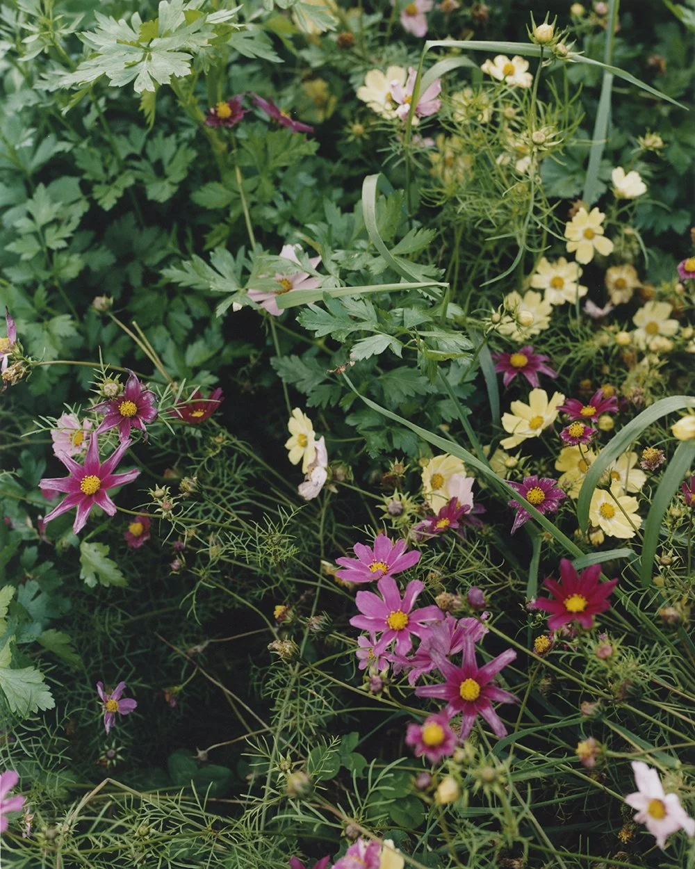 lb_handprint_2_web copy.jpg