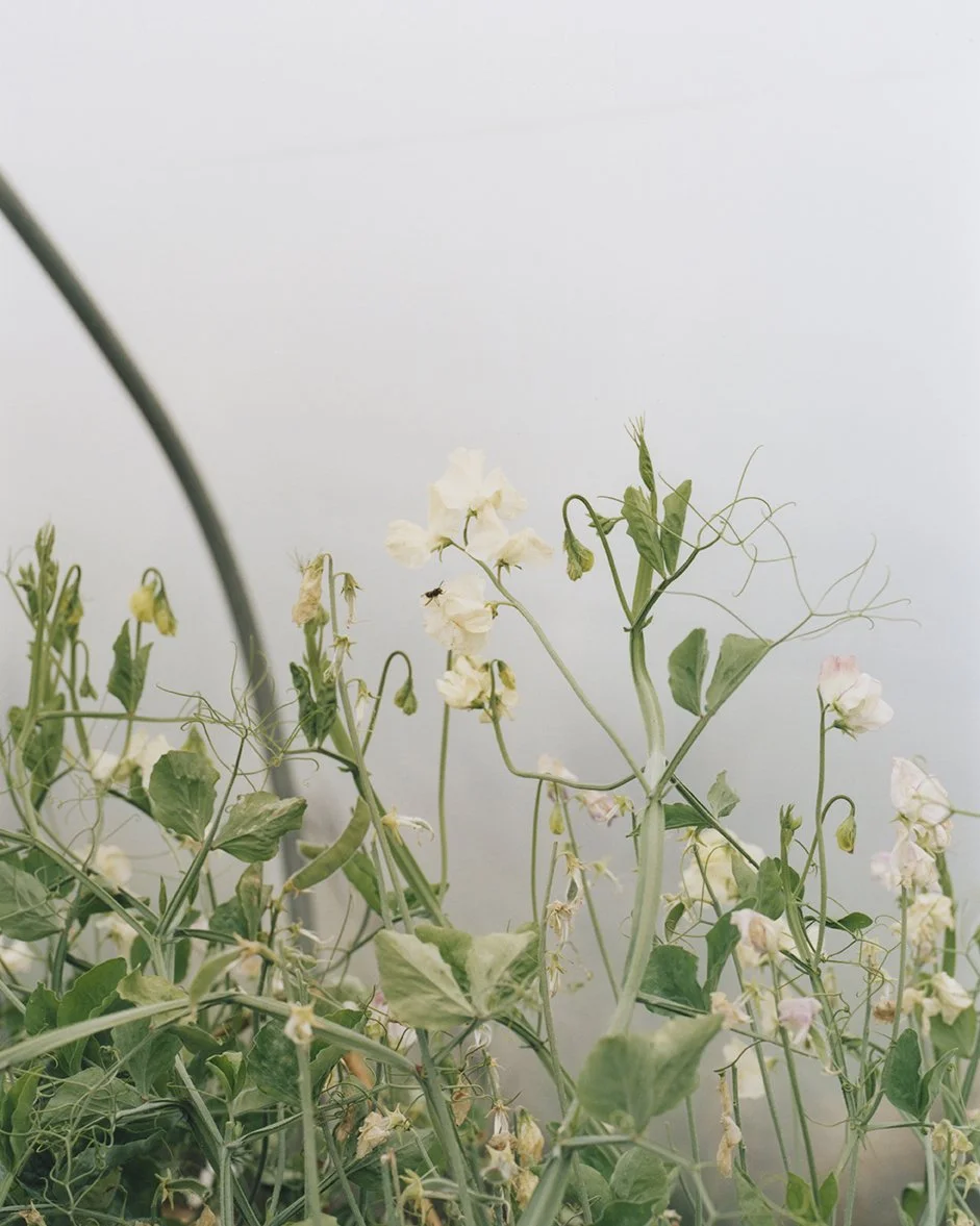 lb_handprint_6 copy_web.jpg