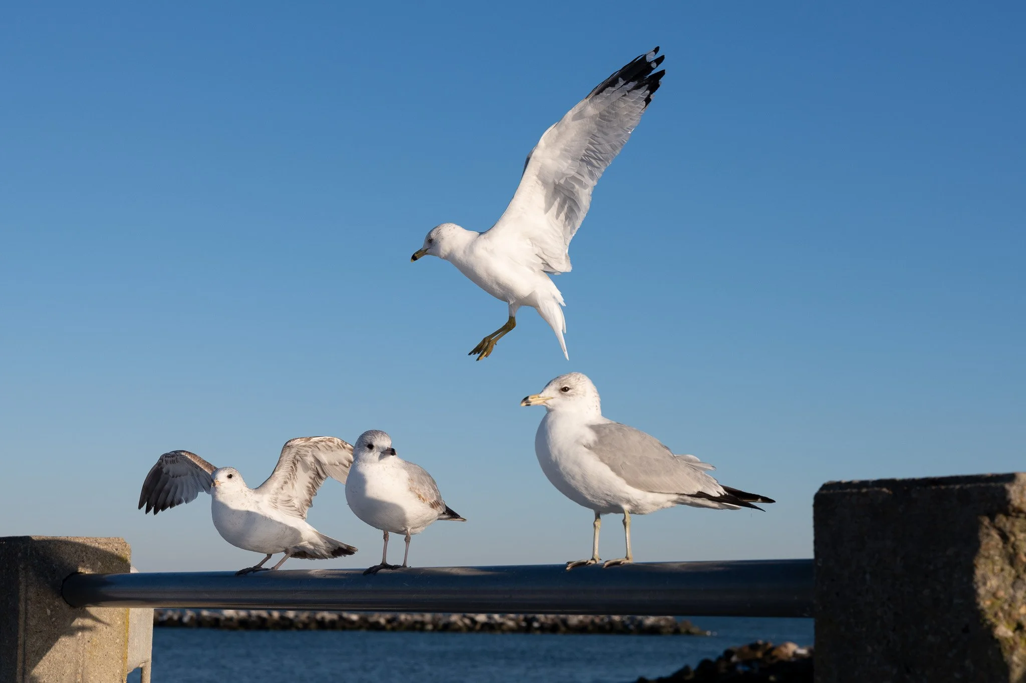 Lens Review: Leica 50mm APO Summicron-SL 