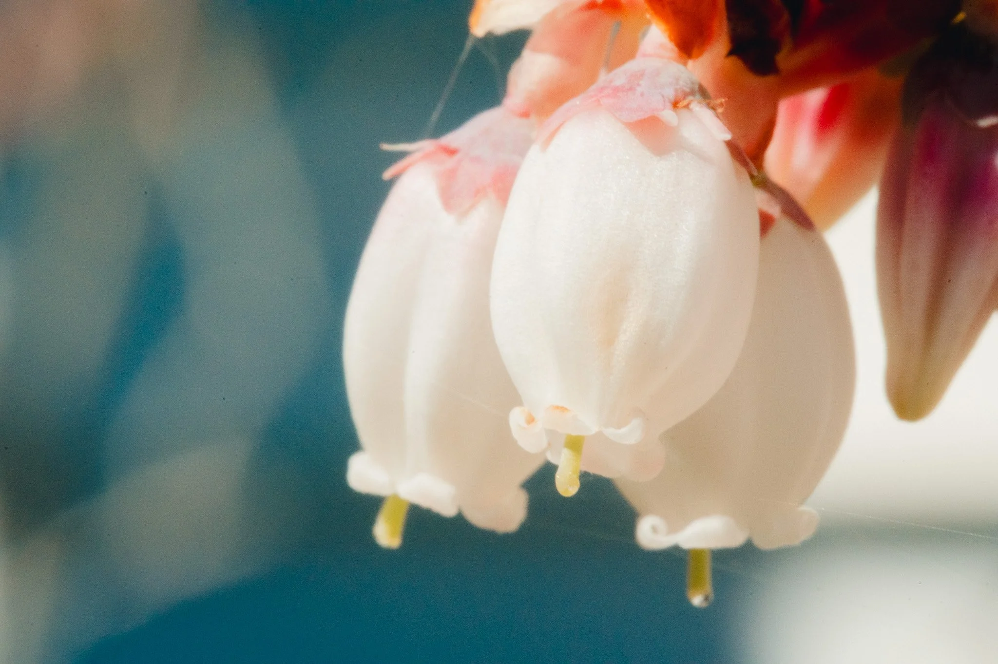 Macro photography of a blueberry flower taken with the Laowa 180mm f/4.5 1.5x Ultra-Macro lens on an L-mount camera.