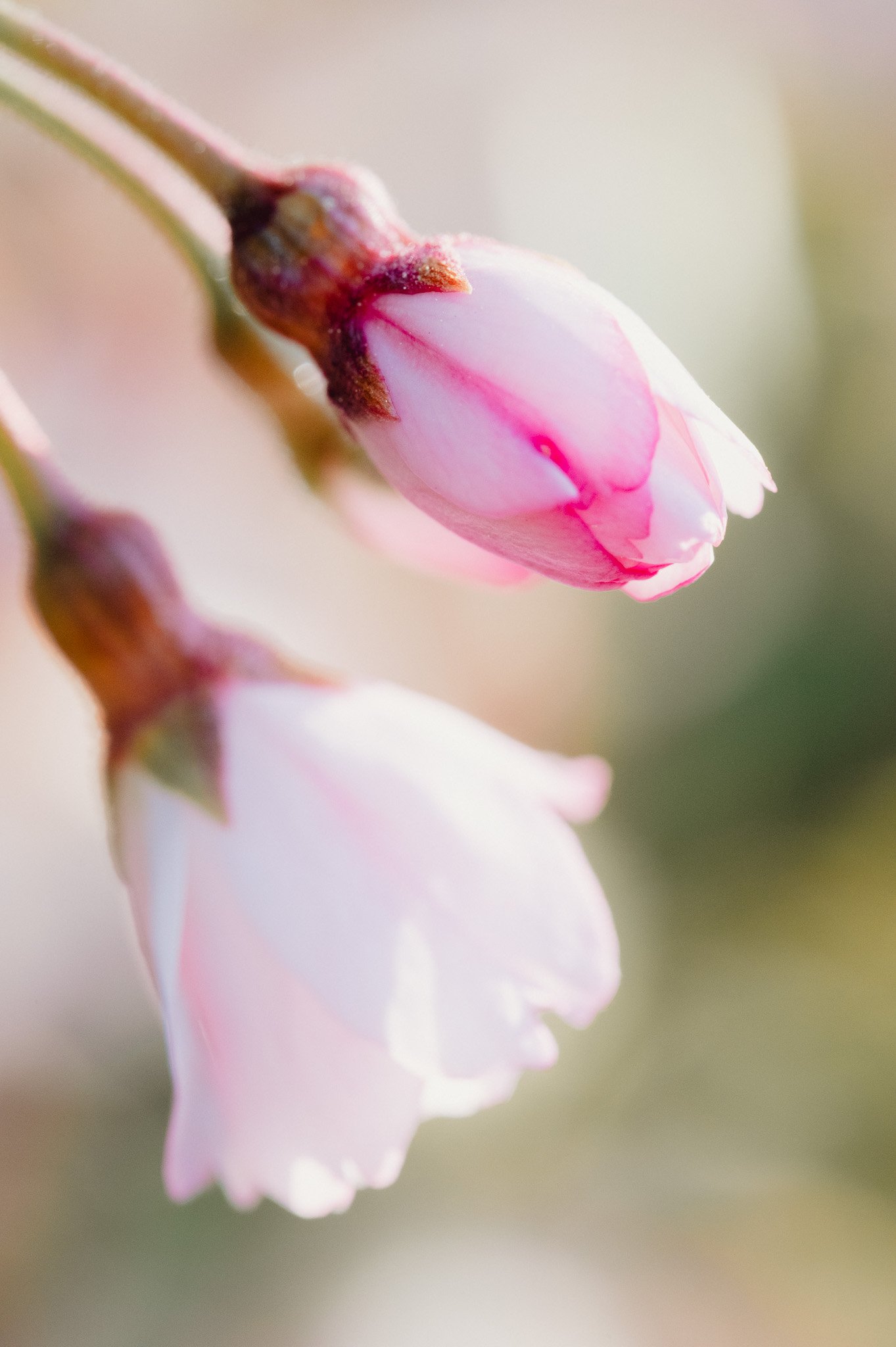 Macro shot of flowers