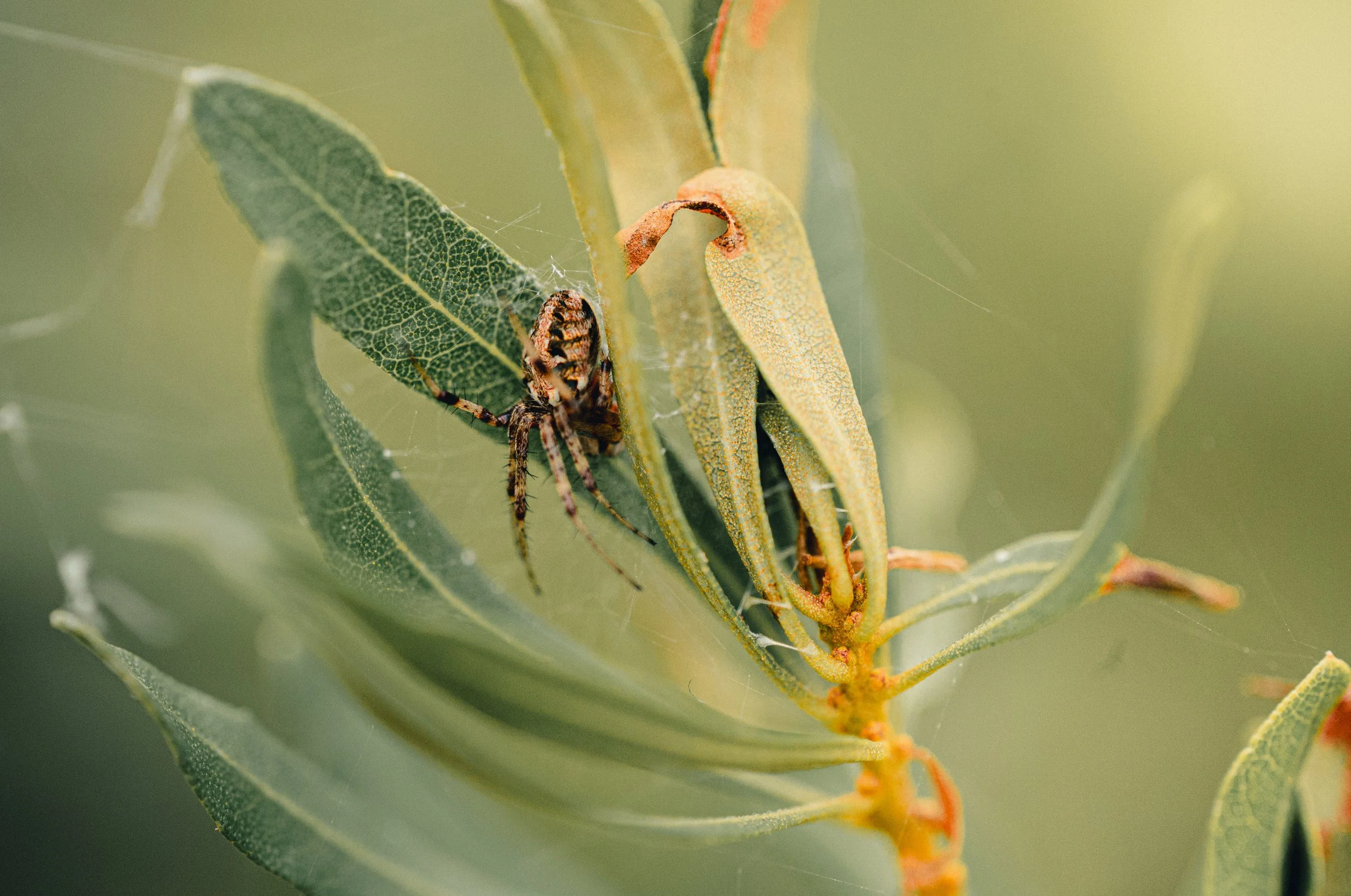 Macro image of a spider on a plant