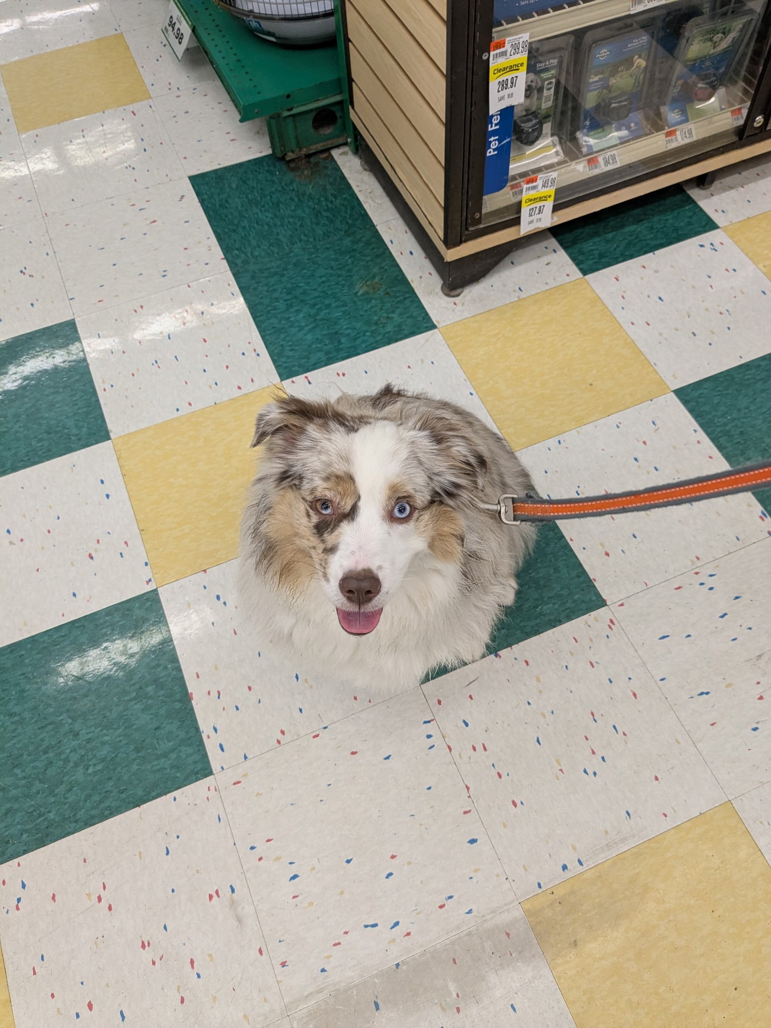 Lily learning to come when called!