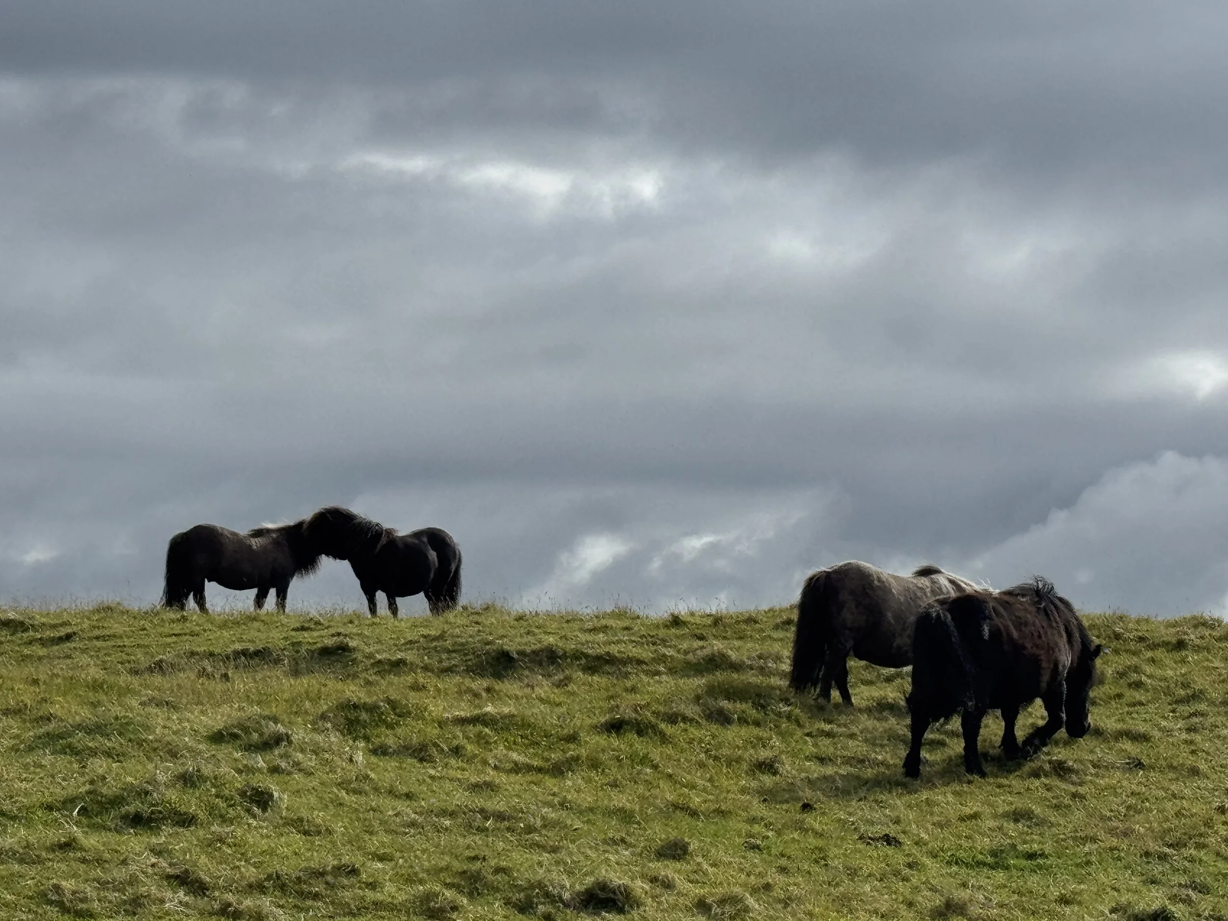 ponies.jpeg