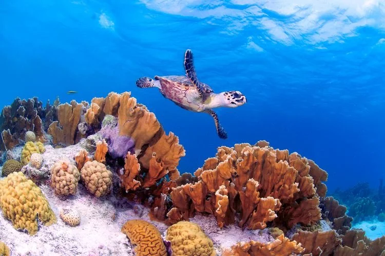 St. Martin - Bonaire