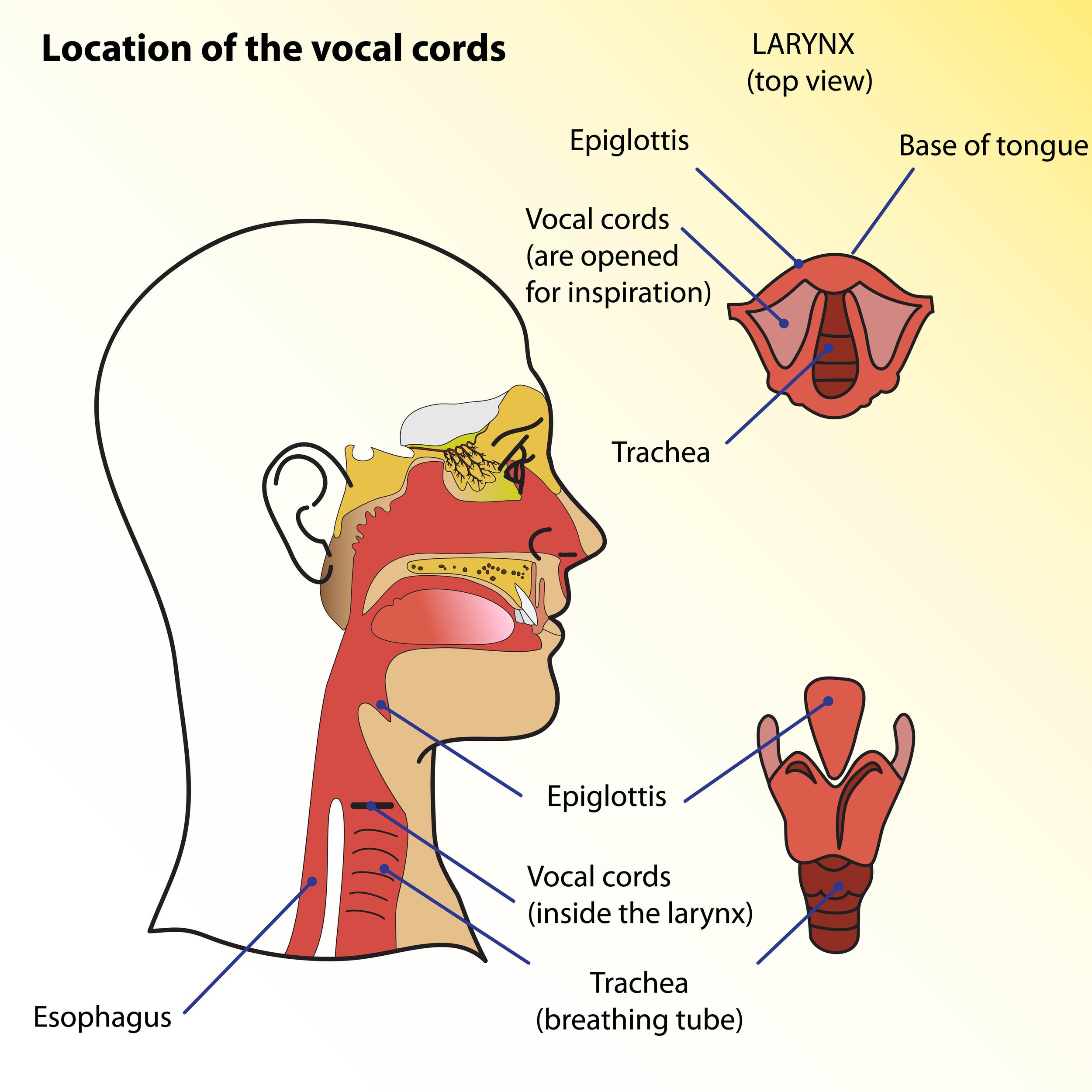 How the Voice Works: What Every Singer Should Know