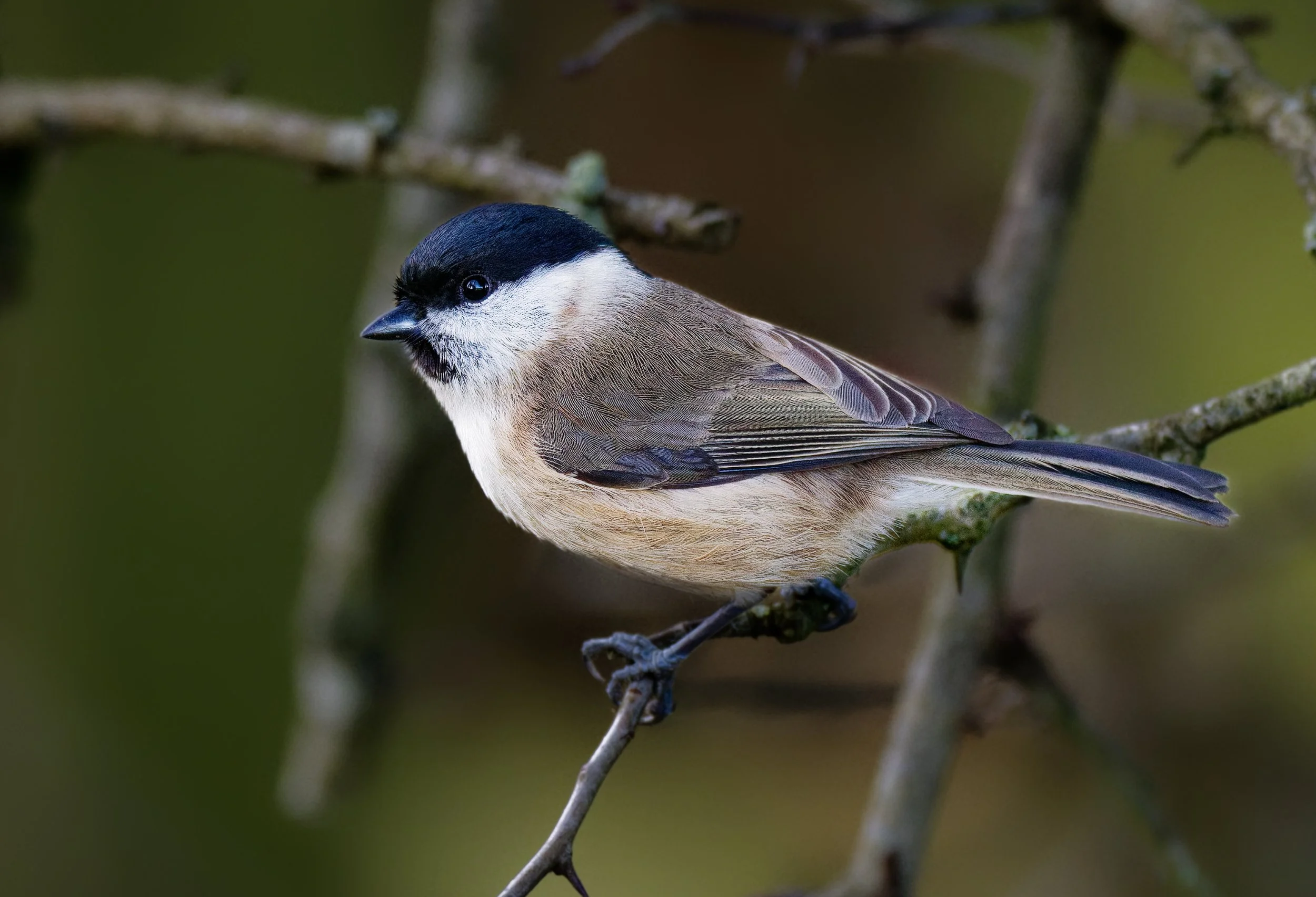 A small bird with a black cap, white cheeks, and beige-brown body perched on a thin branch with a blurred green background.