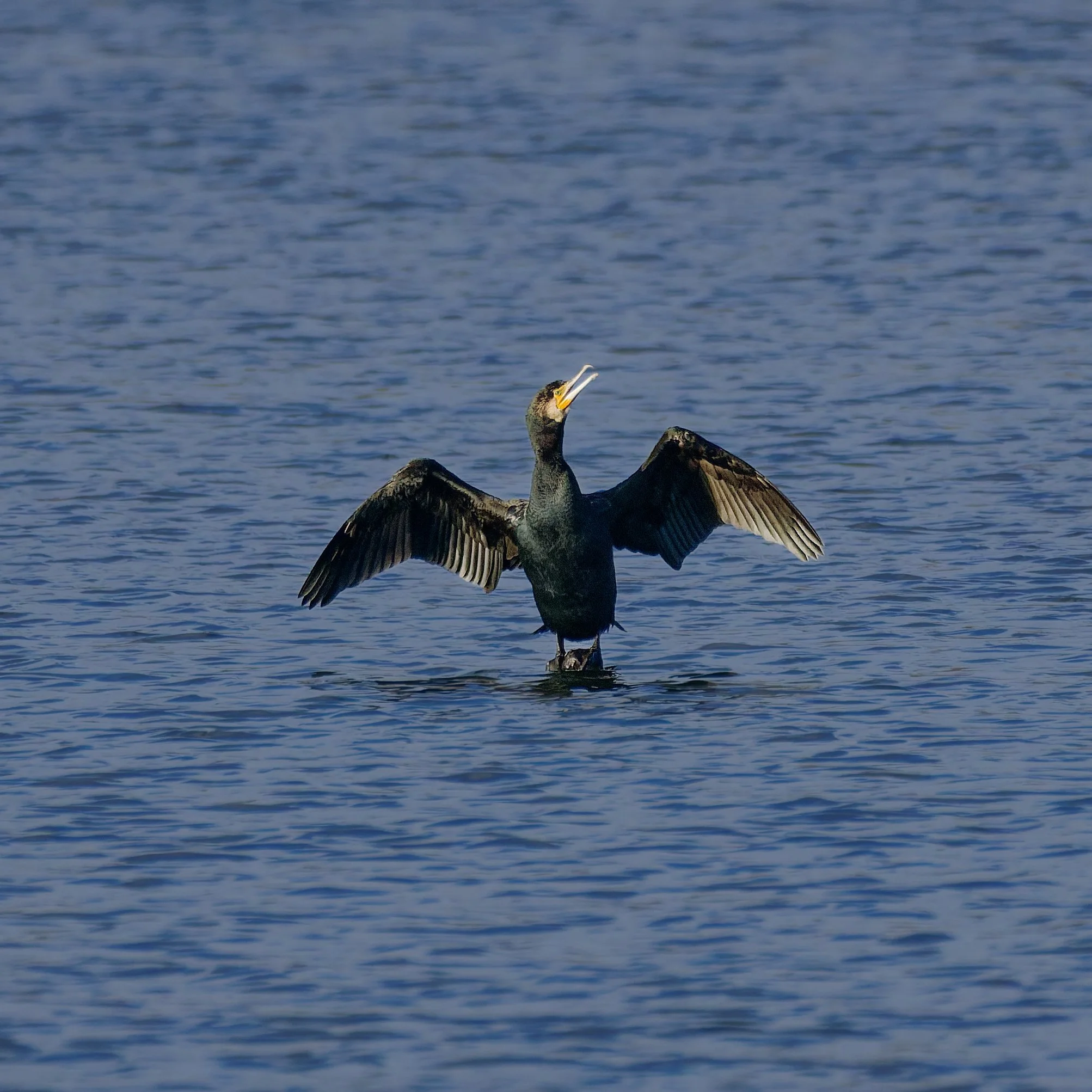 A bird standing on a rock in a body of water with wings spread and beak open.