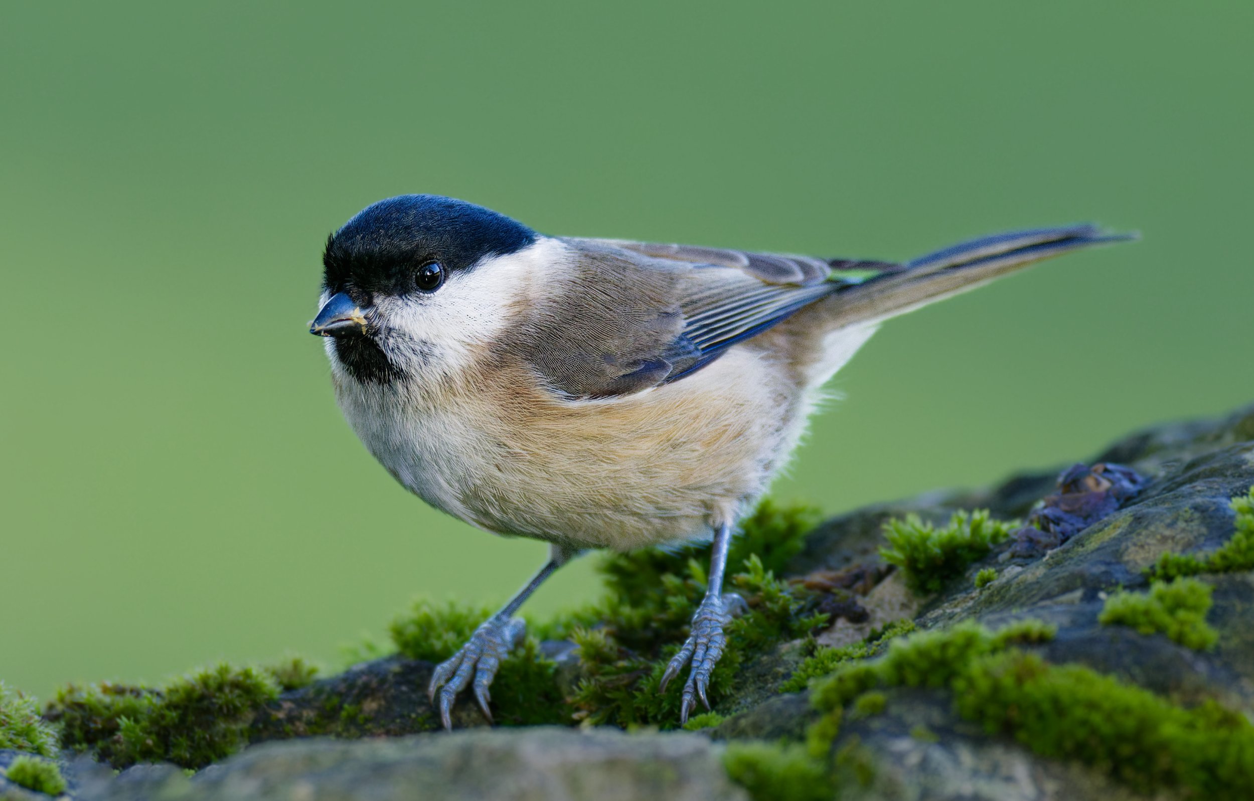 Close-up of a small bird perched on mossy rocks with a blurred green background.