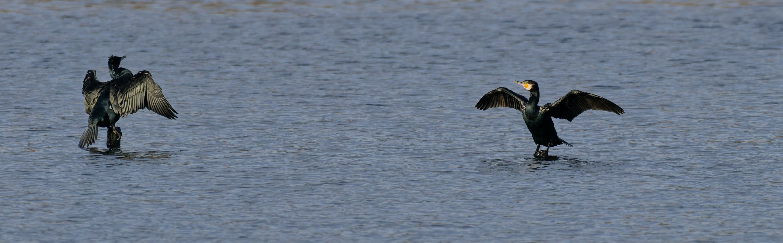 Two scalygray birds with wings spread standing on water with ripples, facing each other.