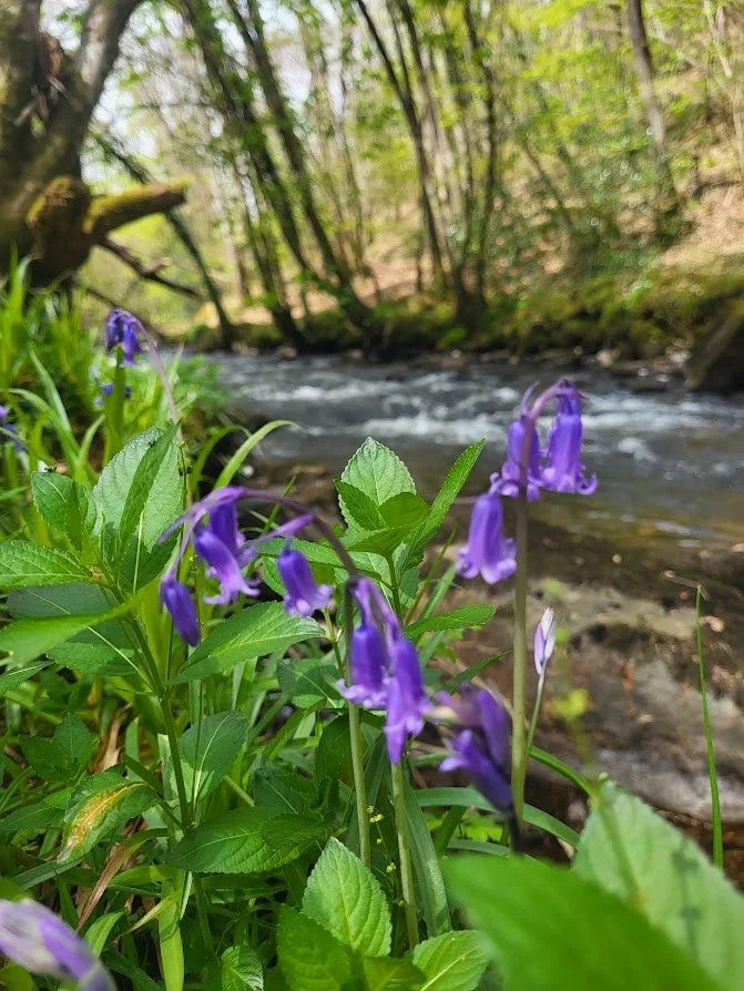 Oranssi project: passive house