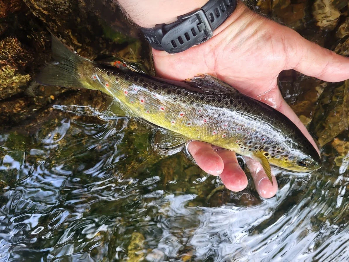 Oranssi project: roof expansion