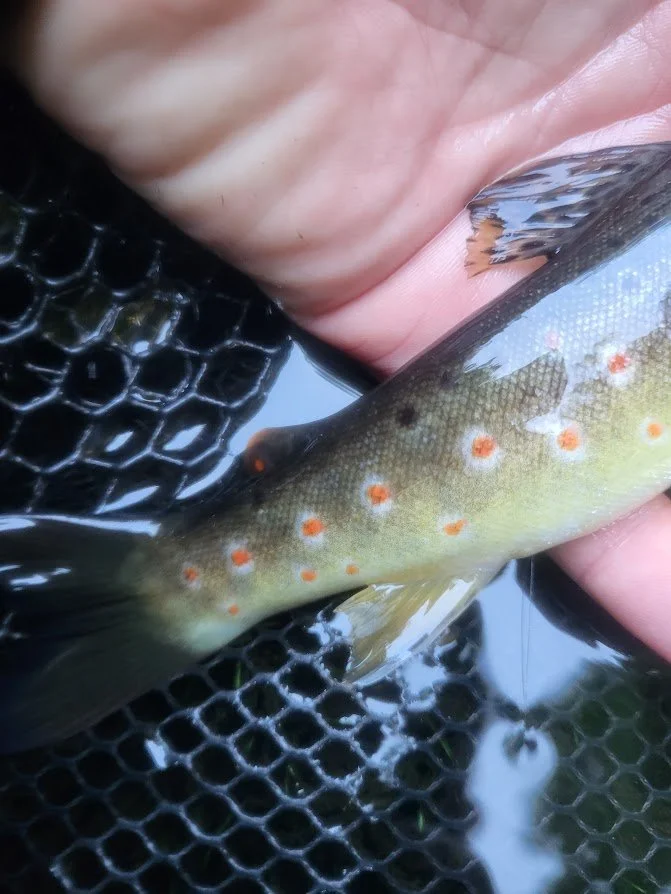 Oranssi project: studio shed