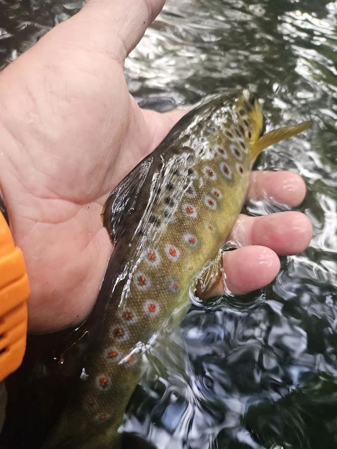 A wild brown trout caught on the Upper  Teign