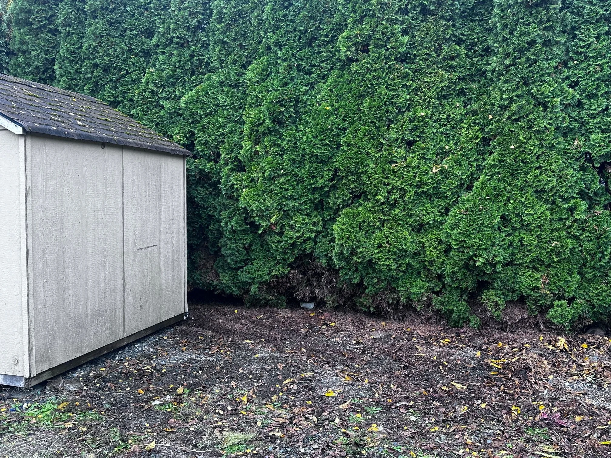 AFTER — Shed corner fully cleaned out, all debris removed, ready for property management use.