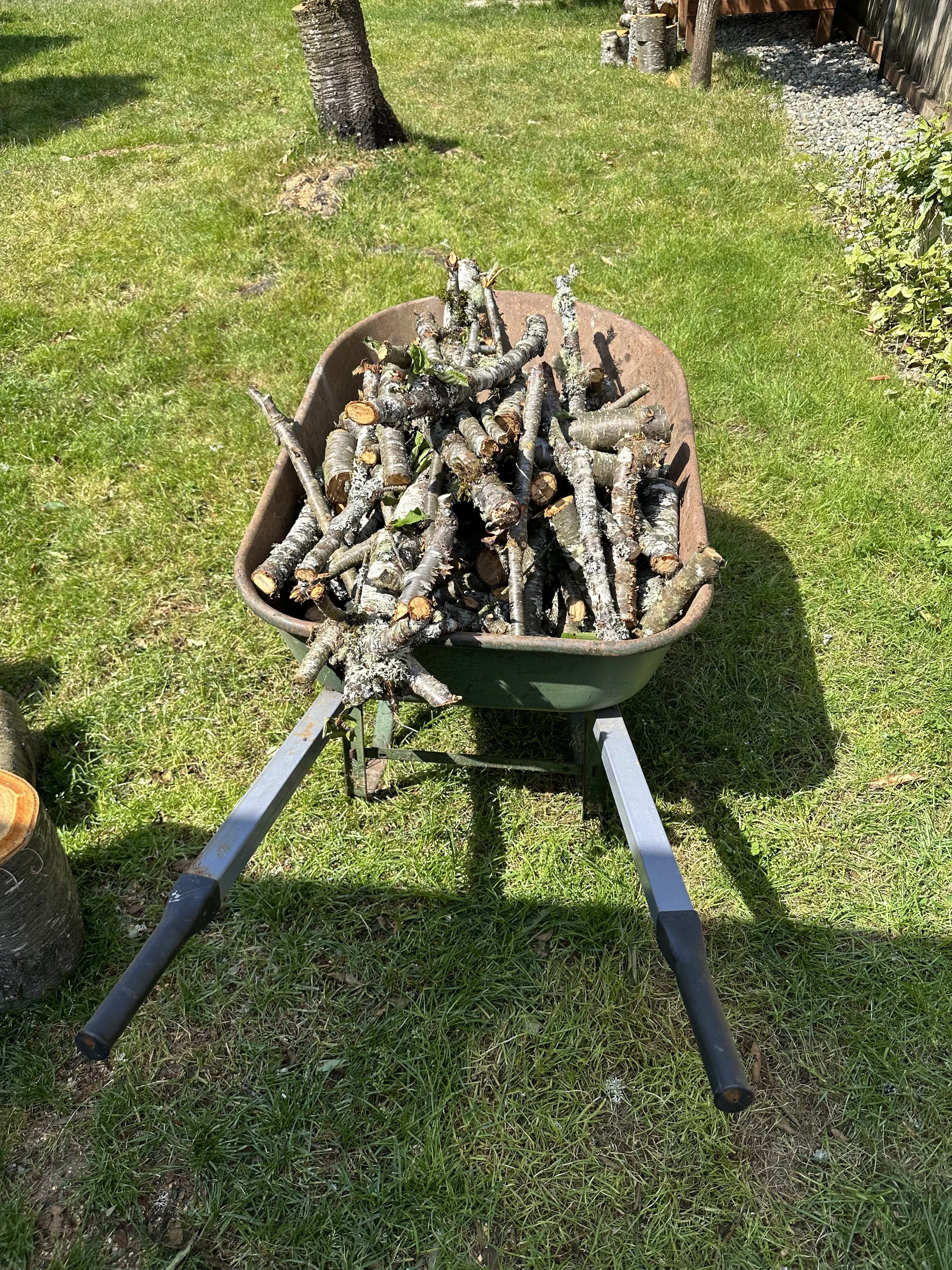 Wheelbarrow filled with cherry branches during the cleanup process.