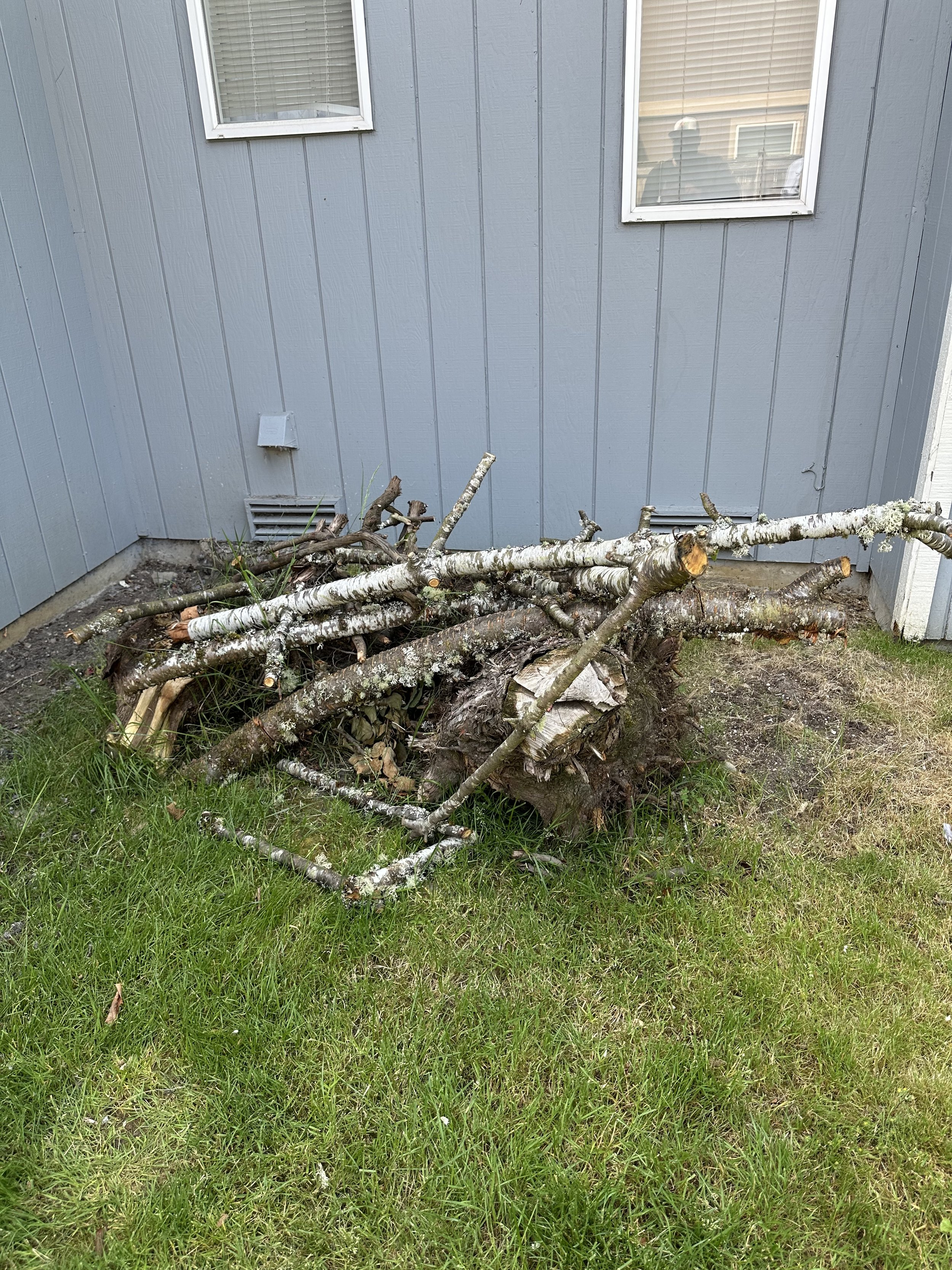 Pile of freshly cut cherry logs and branches left near the house.