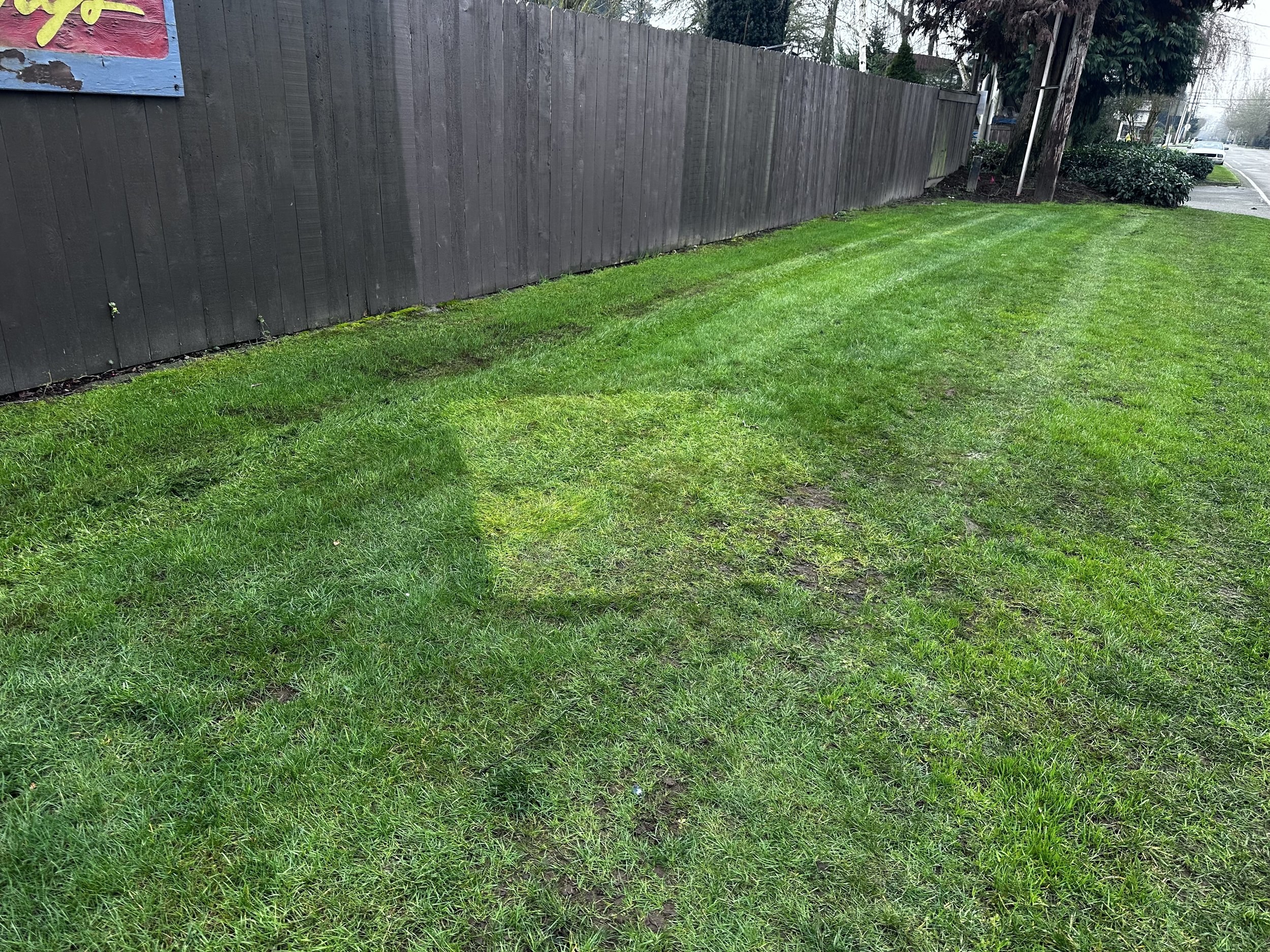 Commercial property lawn cleared of illegally dumped furniture after junk removal cleanup in Seattle WA.