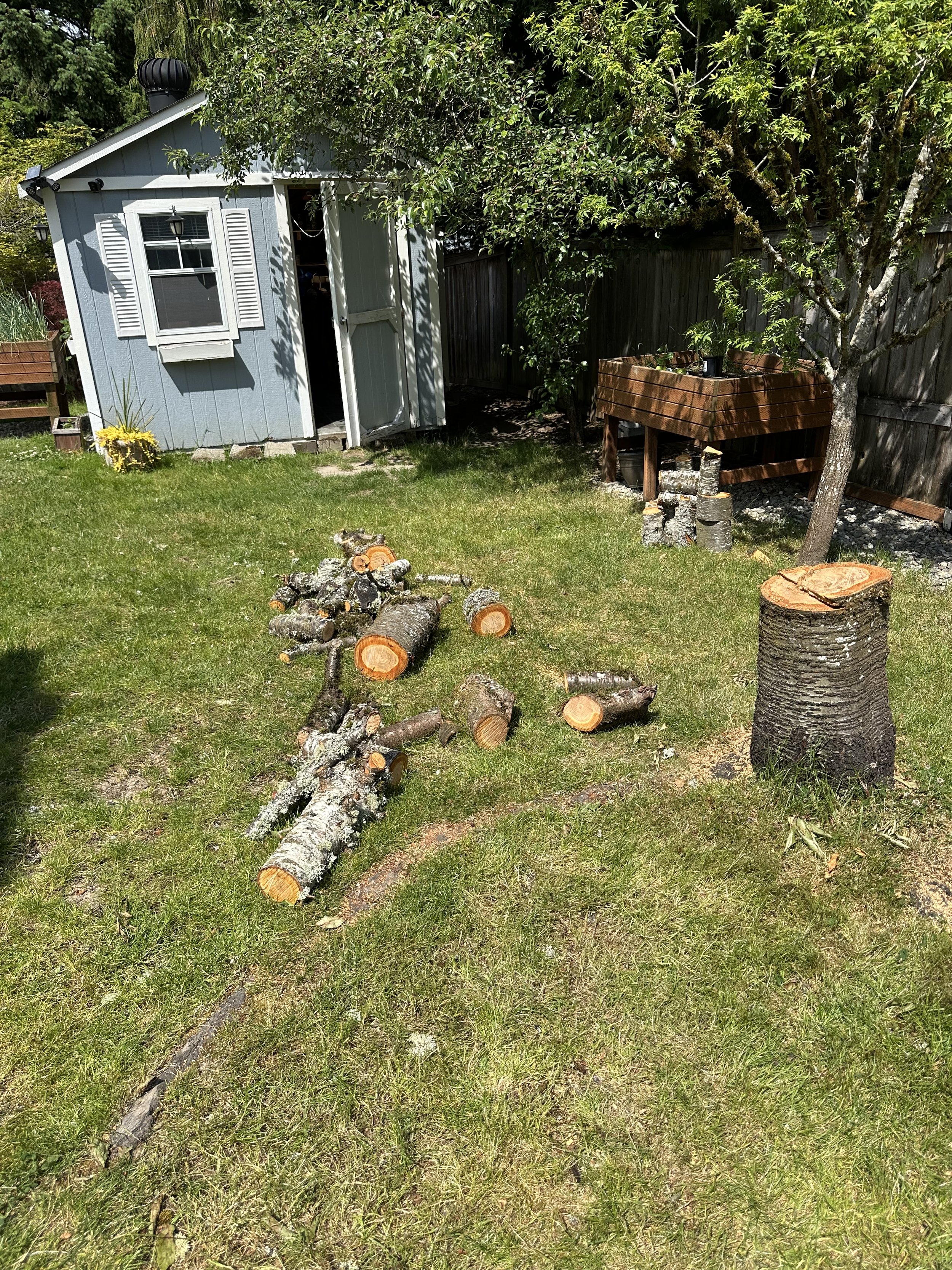 Cherry tree stump and scattered logs across the yard before cleanup.