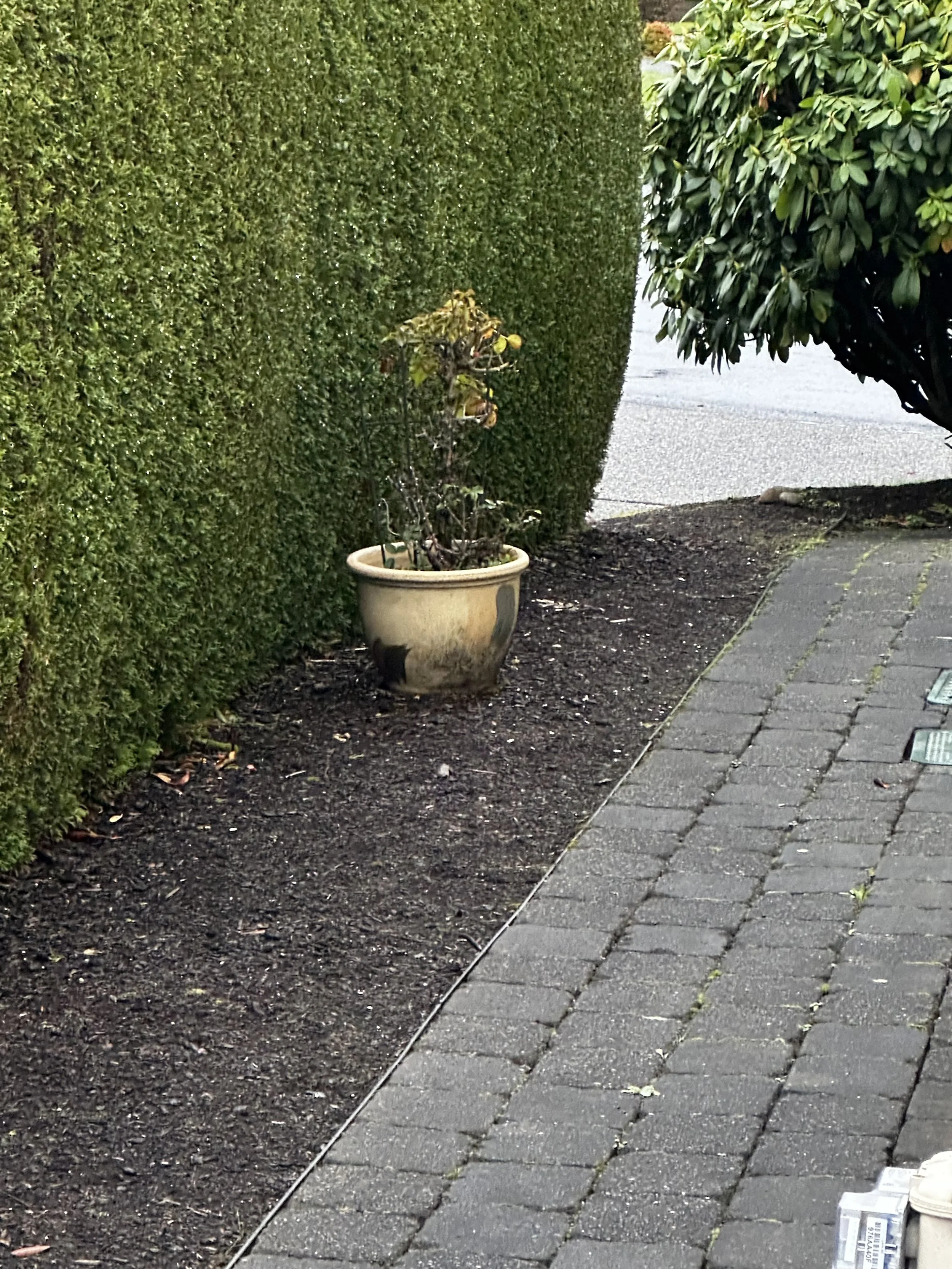 Before — Planter and yard clutter along the walkway.