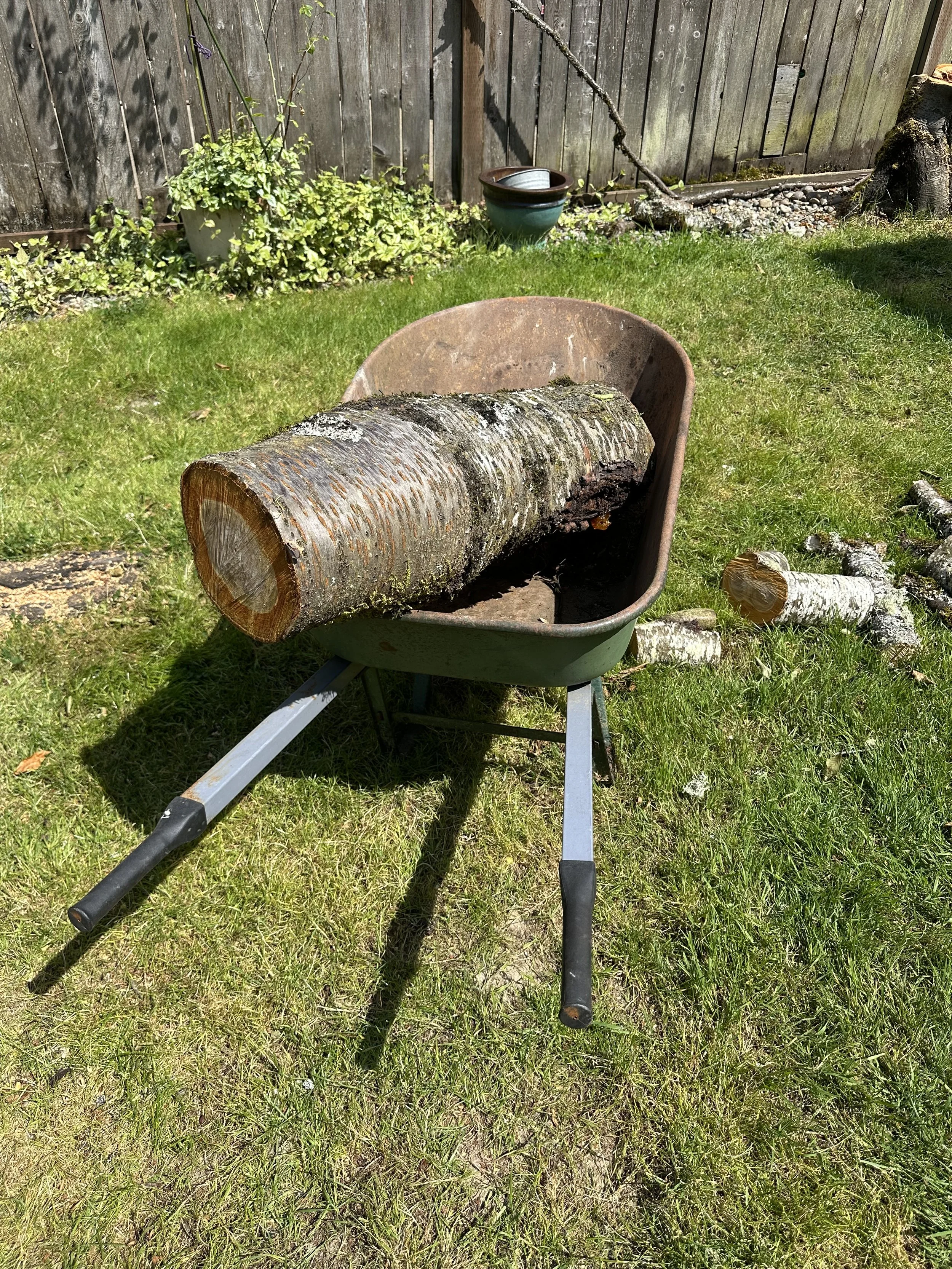 Large cherry tree trunk loaded into a wheelbarrow before removal.