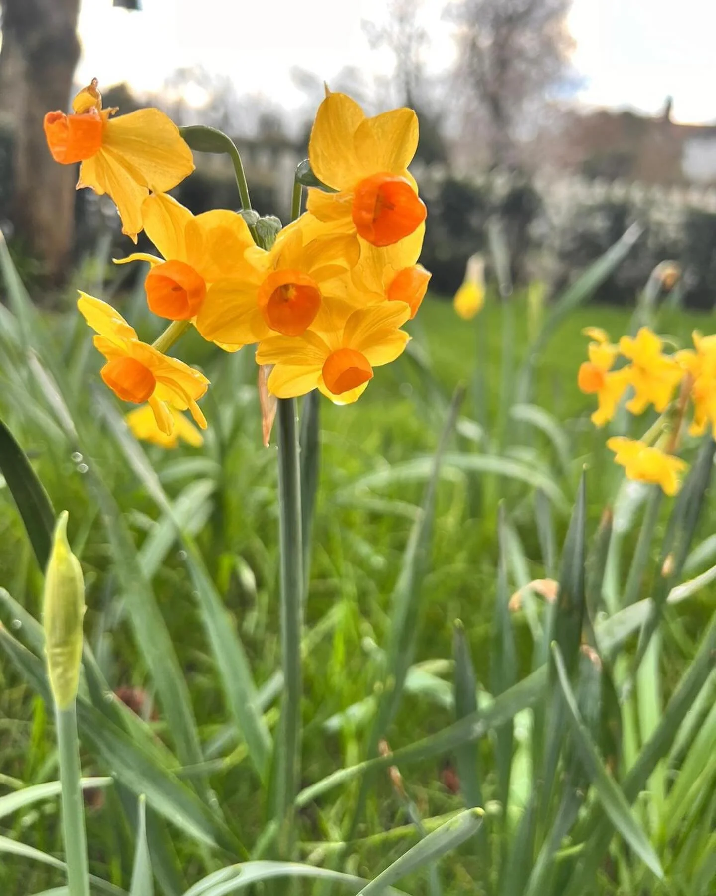 Spring is fast approaching in Enfield. Thank you @robertmanngarden for the photo