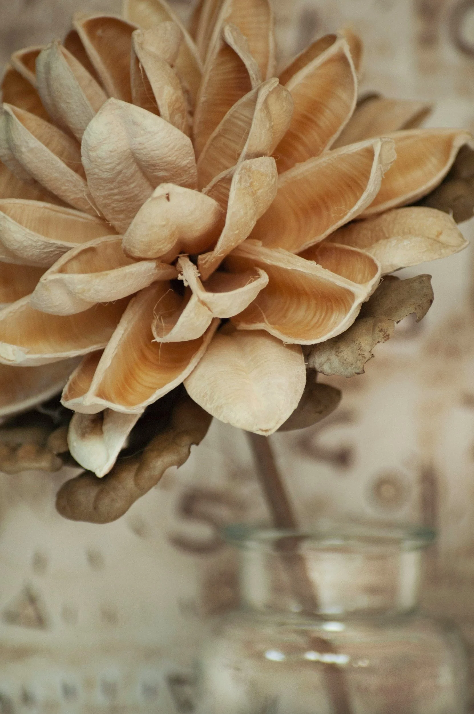 Close-up of a dried flower in a glass jar, with textured beige petals.