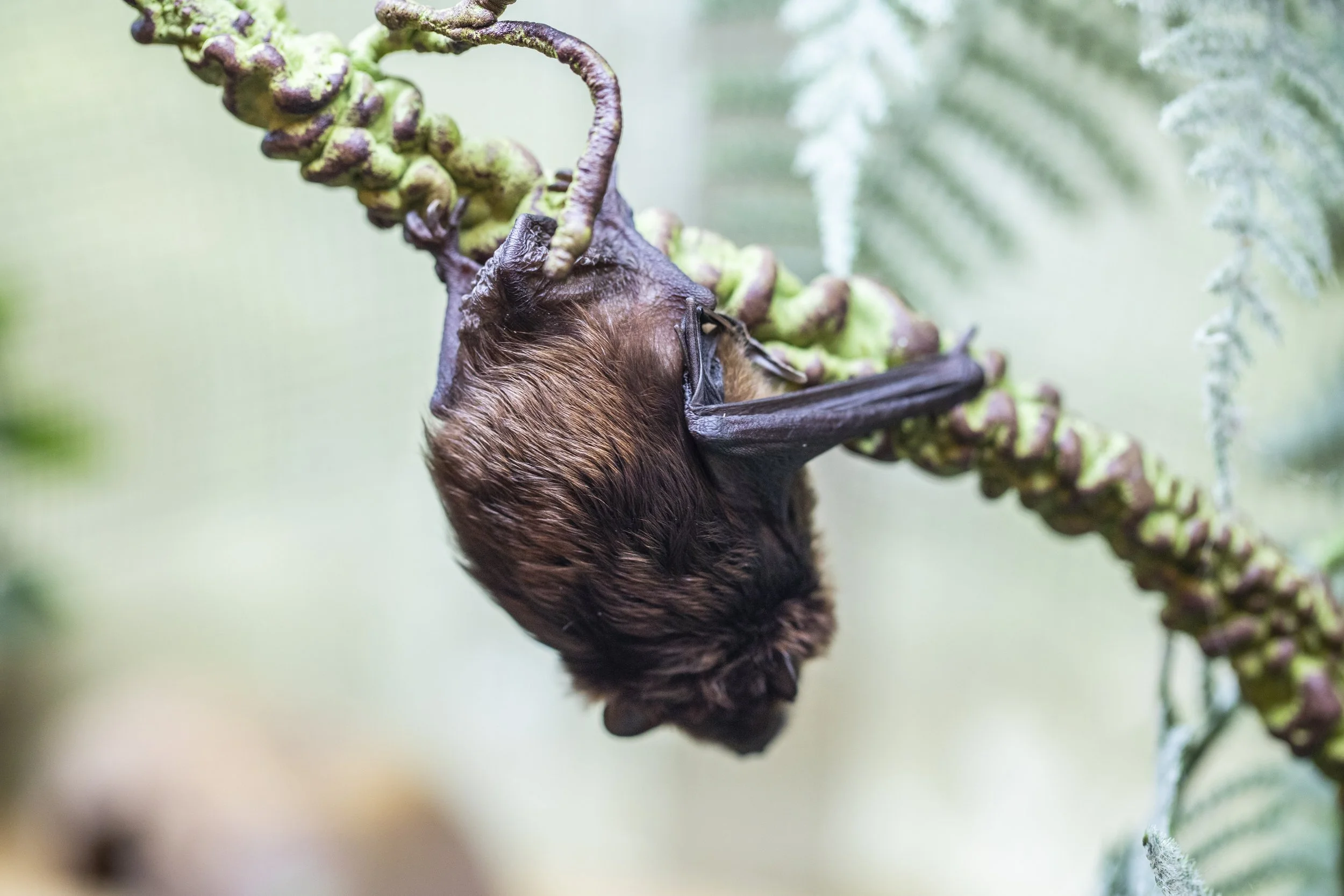 Bat upside down.jpg