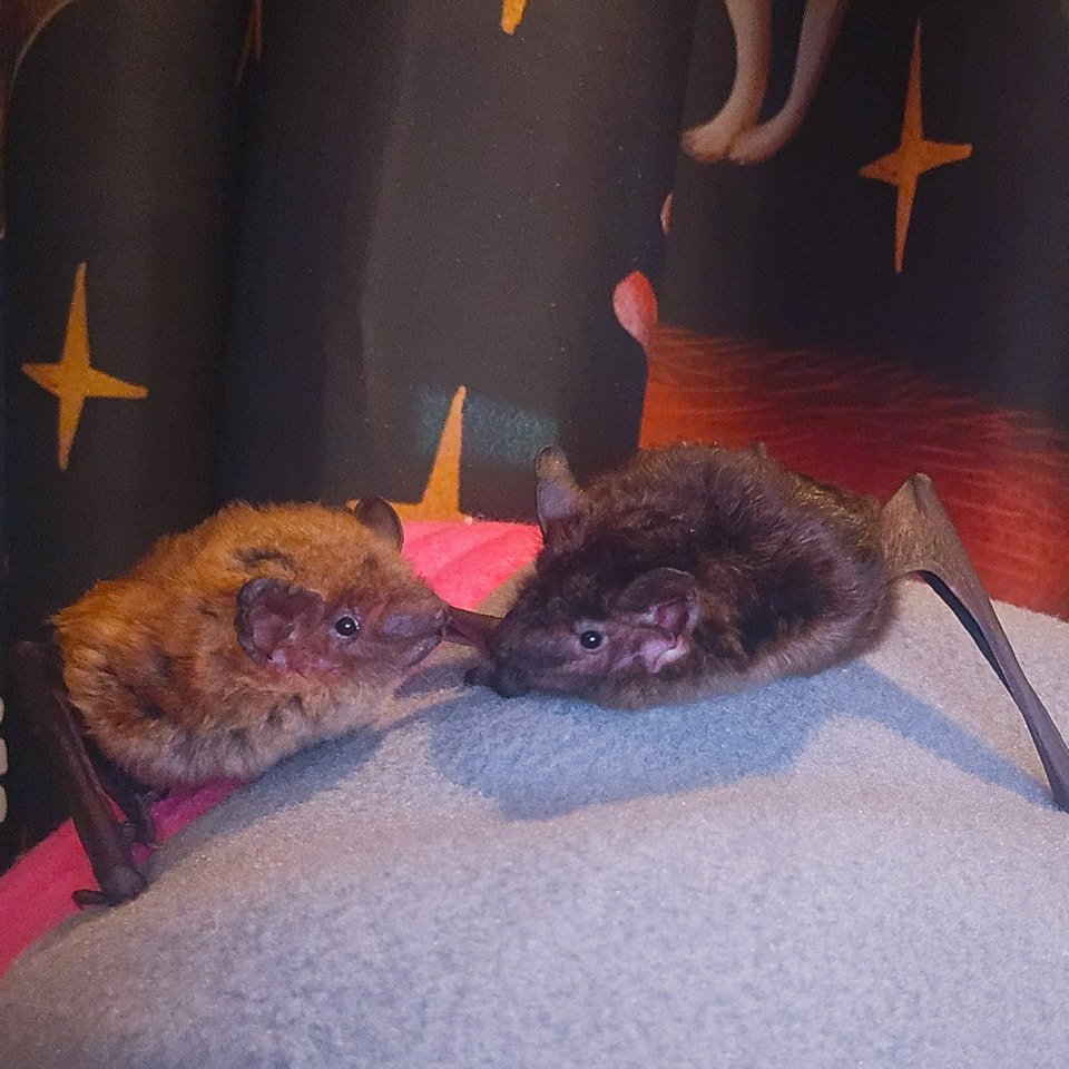 🦇 Rowan and Bolt are Big Brown Bats, both with wing injuries that make flight&mdash;and freedom&mdash;impossible. But while they can&rsquo;t live in the wild, they can work to change how people view bats. They are joining our educational bats. Big B