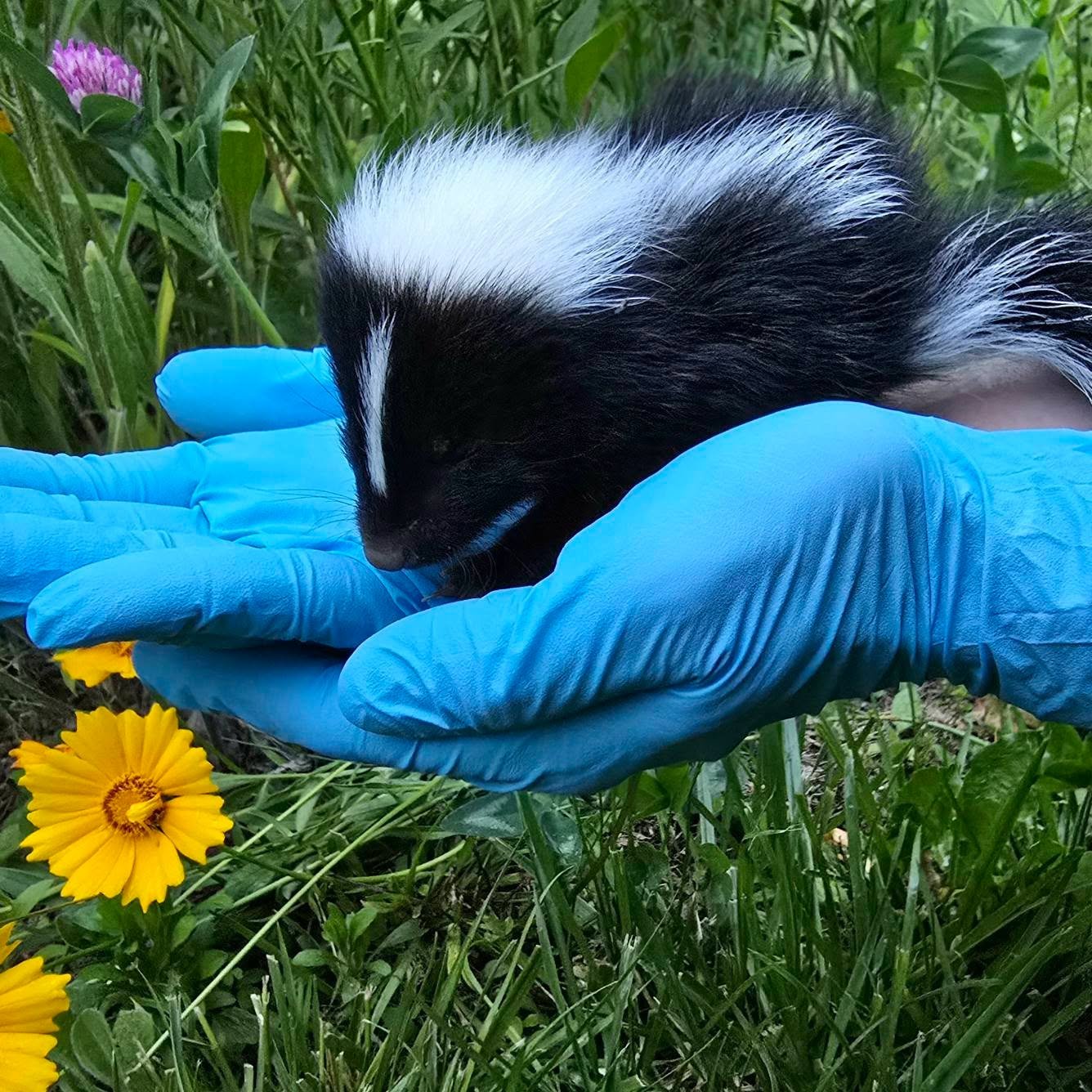 Welcome Petal &amp; Bud! 🦨🌼
These tiny skunk kits were rescued just in time&mdash;very thin and covered fly strike (when flies lay eggs that look like grains of rice on vulnerable animals).

They&rsquo;re now safe, warm, and getting the care they n