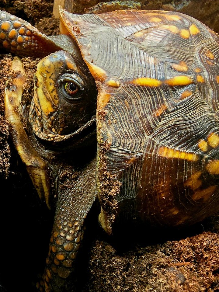 🐢 Meet Acorn 🌰
This eastern box turtle was hit by a car while crossing the road and needed a leg amputation. But don&rsquo;t worry&mdash;she is healing beautifully, gets around great and will still be releasable!

Please watch for turtles on the ro
