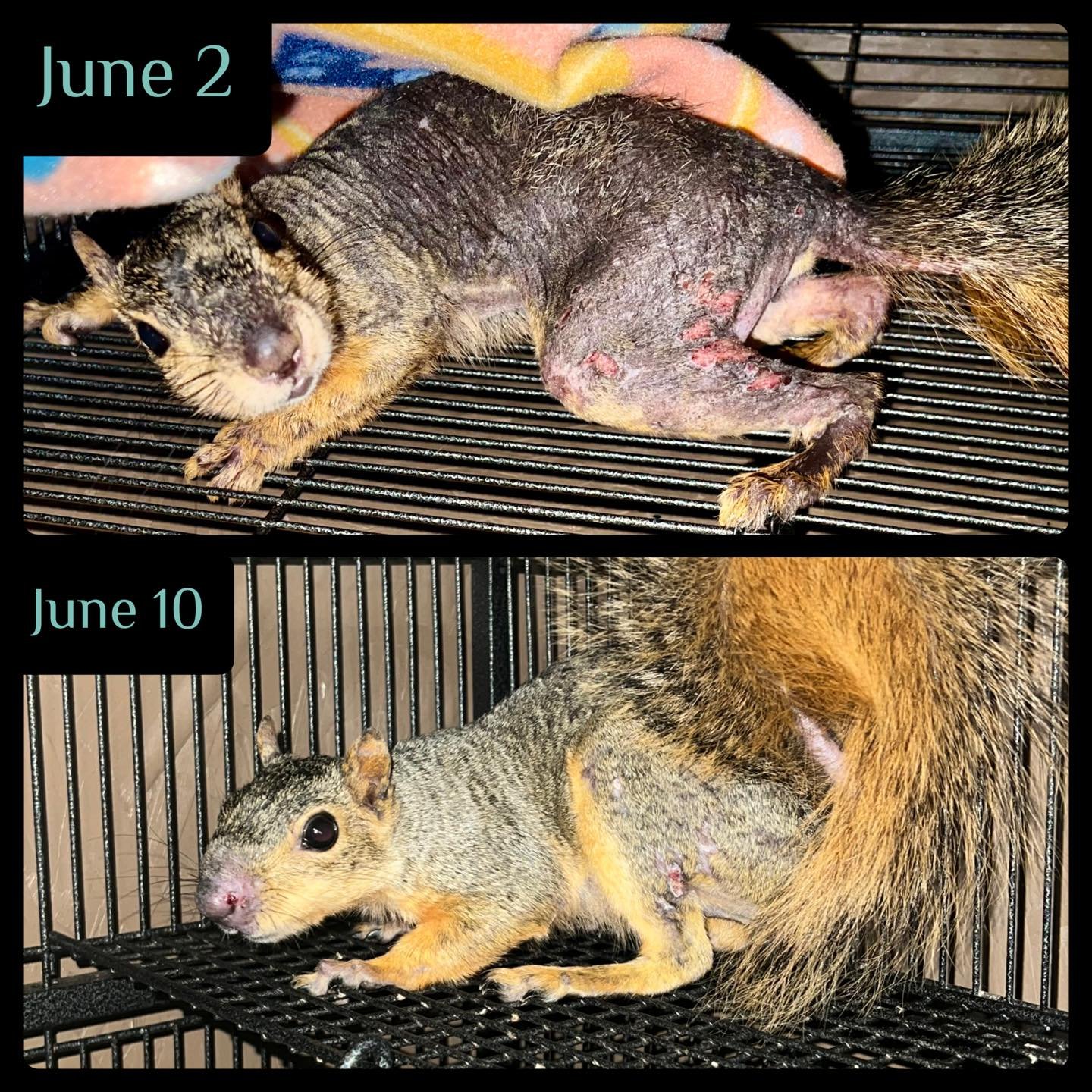 What a difference a week makes!  You might remember these 2 adult female fox squirrels that came in last week with mange.  They had their first treatment last Monday and I shared their intake photos.  They&rsquo;ll get weekly injections of medication