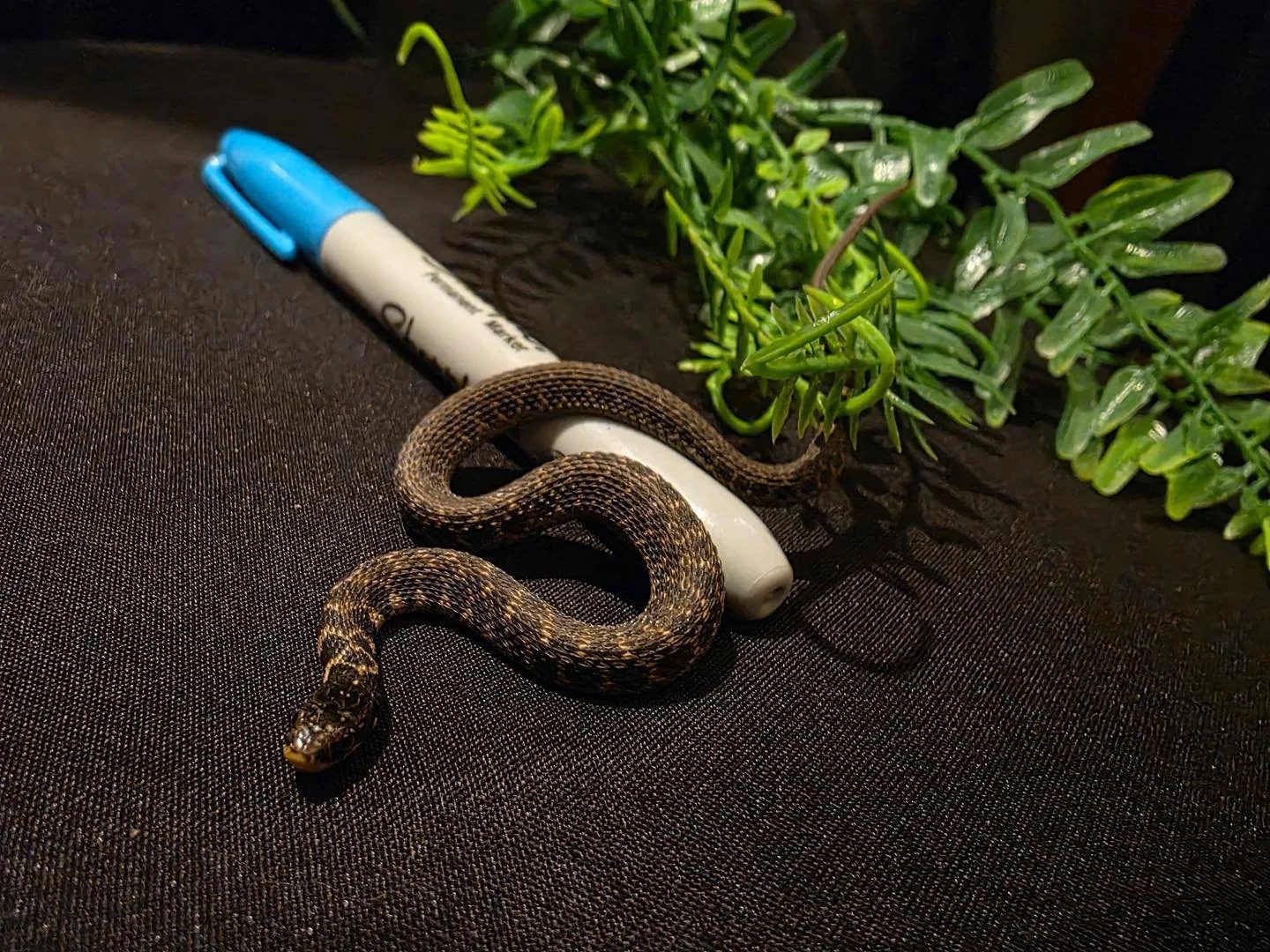 Yesterday brought an unusual call &mdash; a snake was found slithering down the hallway of an Indianapolis apartment building! 🐍

Thankfully, the finder knew her snakes and quickly realized this wasn&rsquo;t just any snake, but a juvenile state-enda