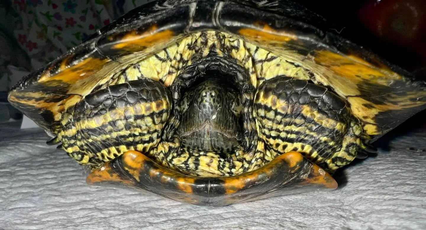 Welcome, Therese 💕
Named after Th&eacute;r&egrave;se of Lisieux, who reminds us to care deeply for what others might see as &ldquo;the little things in life.&rdquo;

Therese was found in the road after being hit by a car near St. Francis Hospital. T