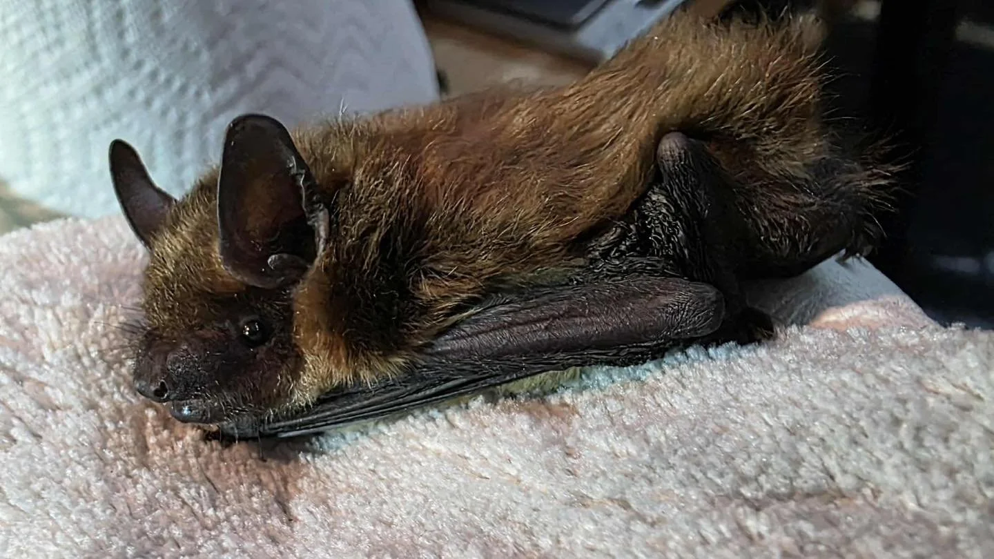 Thanks to their finders, Jack (Big Brown Bat), Onyx, and Opal (Silver-haired Bats) are getting the care they need this week. All three were found grounded after apparent collisions. When ready, they&rsquo;ll be released back to Indiana&rsquo;s night 